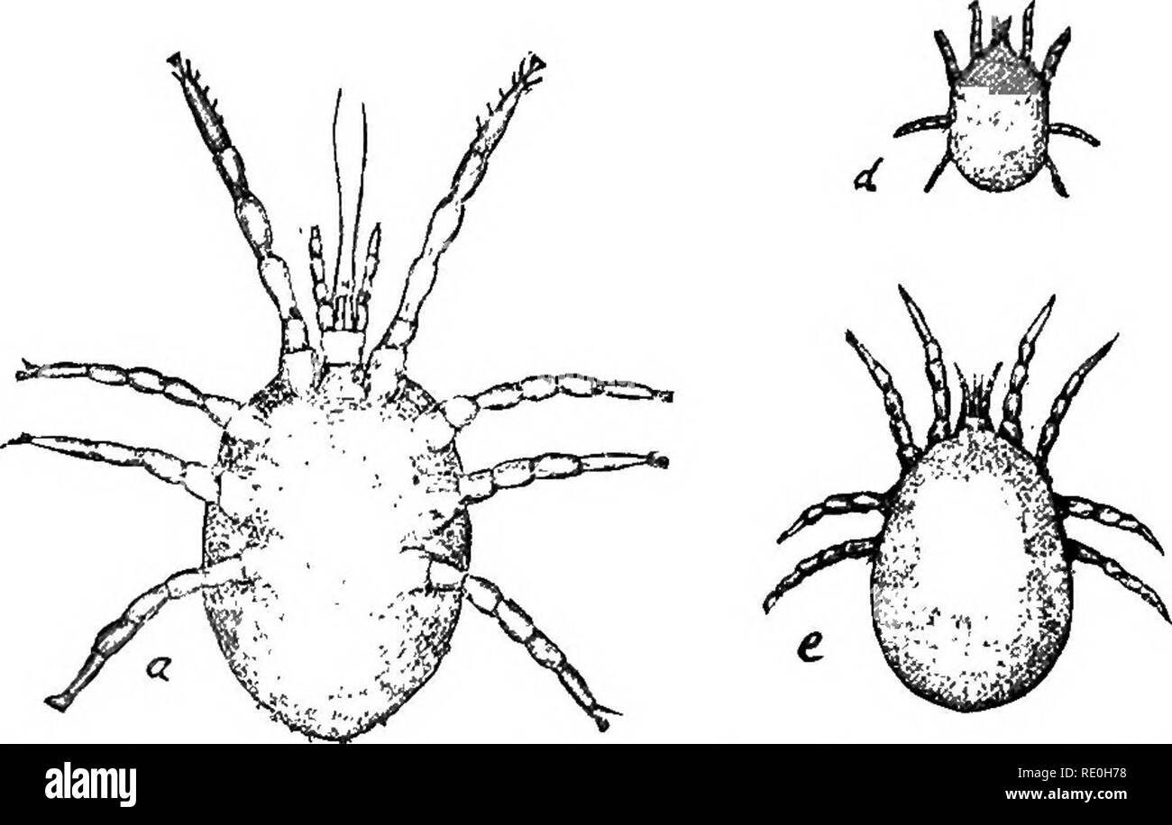 . Le malattie del pollame; la loro eziologia, diagnosi, trattamento e prevenzione. Il pollame. 214 malattie del pollame sotto la pelle, causando profonde le malattie della pelle come scagliose- gamba; altri ancora a trovare la loro strada verso le regioni interne del corpo, vivente o sulla mucosa membrances come l aria-sac mite (p. 180) o su tessuto connettivo come la connes- tivo di acaro di tessuto. La più comune e la maggior parte delle pratiche pregiudizievoli di acaro parassita delle galline è il comune fowl acari o di acaro rosso, Dermanyssus galliiKB. Questi acari sono presenti praticamente in ogni casa di pollame che non è tenuto molto pulito. Quando sono presenti. F Foto Stock