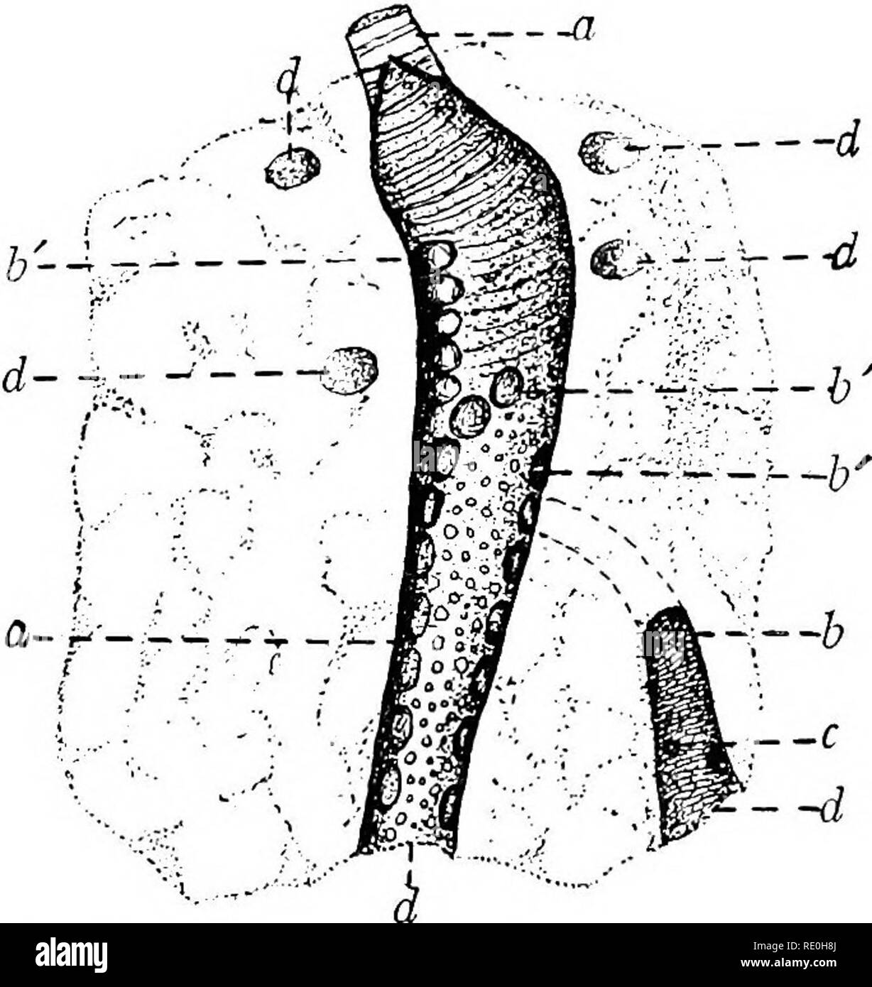 . Le malattie del pollame; la loro eziologia, diagnosi, trattamento e prevenzione. Il pollame. 148 malattie del pollame estremità posteriore del suo polmone in cui essa si apre nell'aria addominale sac. Questa relazione è mostrata in Fig. 26. Il Bronco primario dà off secondaria dei bronchi che si irradiano verso la superficie dei polmoni. Il secondario dei bronchi dare più piccoli rami radiante, il terziario dei bronchi. Primario e Secondario dei bronchi rimangono praticamente di diametro uniforme in tutta la loro intera lunghezza. Per la maggior parte di questi tubi estremità cieca, ma alcuni di essi comunicano con le sacche d'aria. Questo tubul Foto Stock