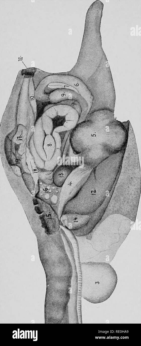 . Le malattie del pollame; la loro eziologia, diagnosi, trattamento e prevenzione. Il pollame. 44 malattie del pollame. Ho un lato sinistro di una gallina effettuata in modo tale da mostrare gli organi principali. A partire dall'estremità anteriore che vediamo, quando la pelle viene rimosso dall'uccello, due tubi che giace lungo l'aspetto ventrale del collo. Questi sono l'esofago (1) e l'windpipe o trachea (2). Nella regione in cui il collo si unisce al tronco c è un sac-come dilata- zione dell'esofago, il gozzo (3). Procedendo a ritroso dal raccolto l'ali- mentary tubo passa attraverso la cavità toracica e come esso Foto Stock