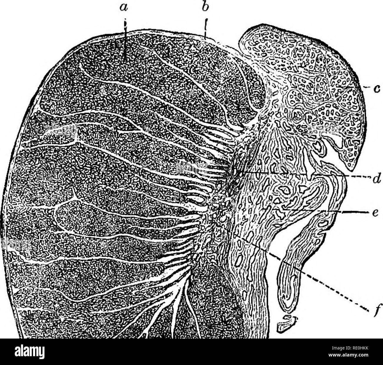 Fisiologia dell'epididimo Foto e Immagini Stock in Bianco e Nero Alamy