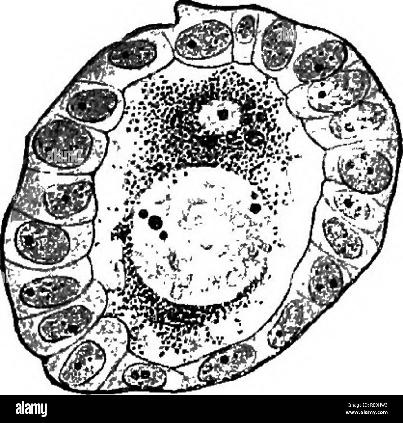 . La fisiologia della riproduzione. La riproduzione. 126 La fisiologia della riproduzione. la membrana granulosa di rivestimento del folhcle e il discus proUgerus che circonda l'ovulo. Le cellule più interne dei Discus poggiano su una spessa, trasparente, radialmente membrana striato con un granulare di frontiera esterna. Questa è la zona radiata o zona pellucida. L'aspetto striato è dovuta alla presenza di sottili canali. Entro la zona, e immediatamente che racchiude l'ovulo, un altro molto sottile membrana può talvolta essere effettuata. Questa è la membrana vitelhne. La membrana granulosa e discus prohgerus sono uniti da Foto Stock