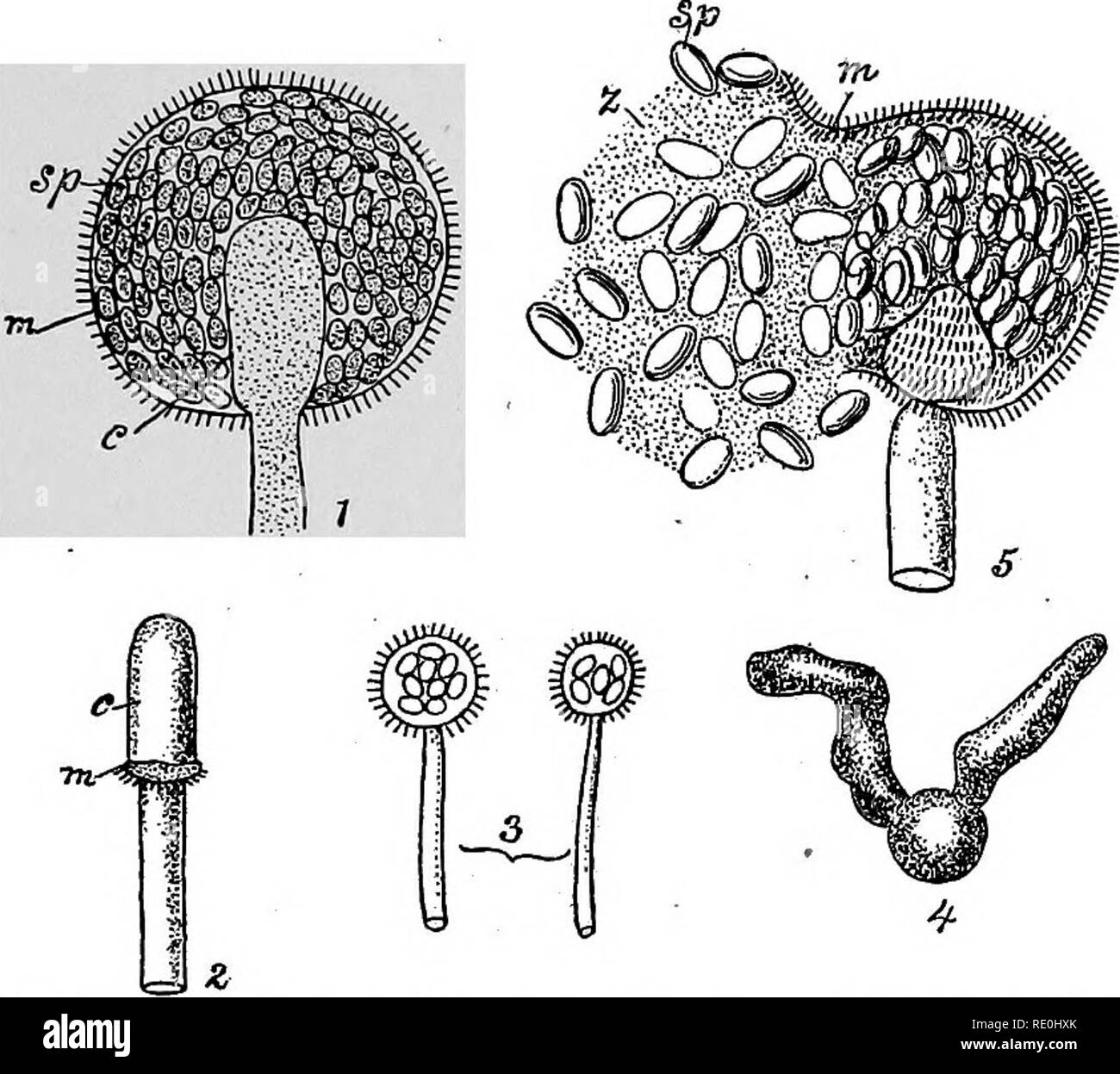 . Un libro di testo su batteri patogeni e protozoi per gli studenti di medicina e medici. Batteriologia; batteri patogeni; protozoi. Gli stampi 43 schonleini è altamente patogeni e verrà descritto nella sezione su Favus. 2. Tricophyton e Microsporon. Questi nomi sono appUed alcuni- cosa vagamente ad organismi che colpiscono la pelle e dei follicoli piliferi di uomini e animali. Essi formano aggrovigliati miceli slanciata con molte spore di dimensioni variabili. Essi occasione "tigna," barbiere's itch, la pityriasis e tinea. Ulteriore descrizione degli organismi saranno trovati nella sezione su tigna. Foto Stock