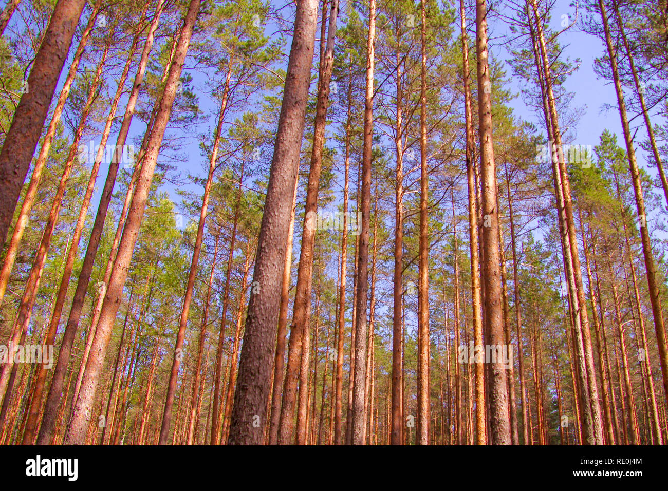 La temperata foresta di conifere di alberi di pino sulla costa settentrionale di Estonia vicino Võsu Foto Stock