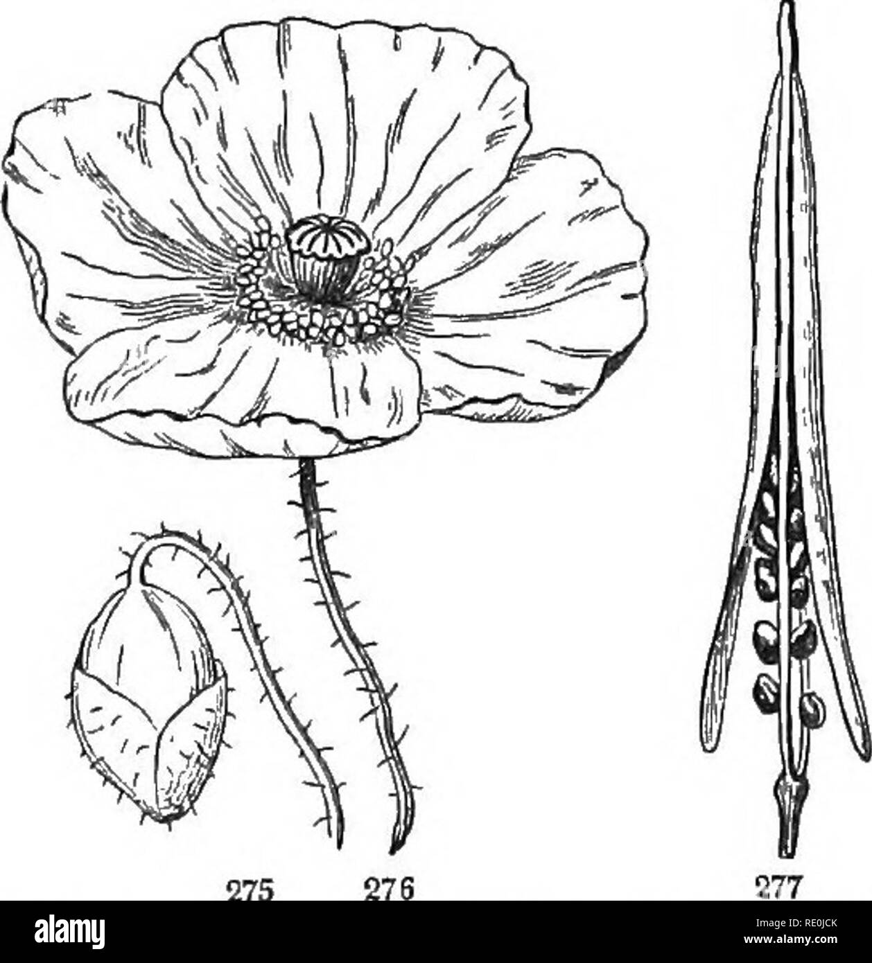 . La botanica per giovani e scuole comuni : come piante crescono : una semplice introduzione alla botanica strutturale : con una flora popolare, o una disposizione ed una descrizione delle piante comuni, sia selvatici e coltivati . La botanica; Botanica. 122 FLOKA popolare. 8. Famiglia di papavero. Ordine PAPAVEKACE^.. Le erbe con un latte bianco, giallo, o succo rossastro (incolore in Eschscholtzia), il quale è j)itter o acre e velenosa, alternativo di foglie e fiori notevole per avere solo 2 . 275 27S 7T5. Un fiore-bud castin? Il suo calice, e 276, un fiore di papavero. 278 277. Pod o Celandine open- ing. 278. Telaio di Ihe stesso Foto Stock