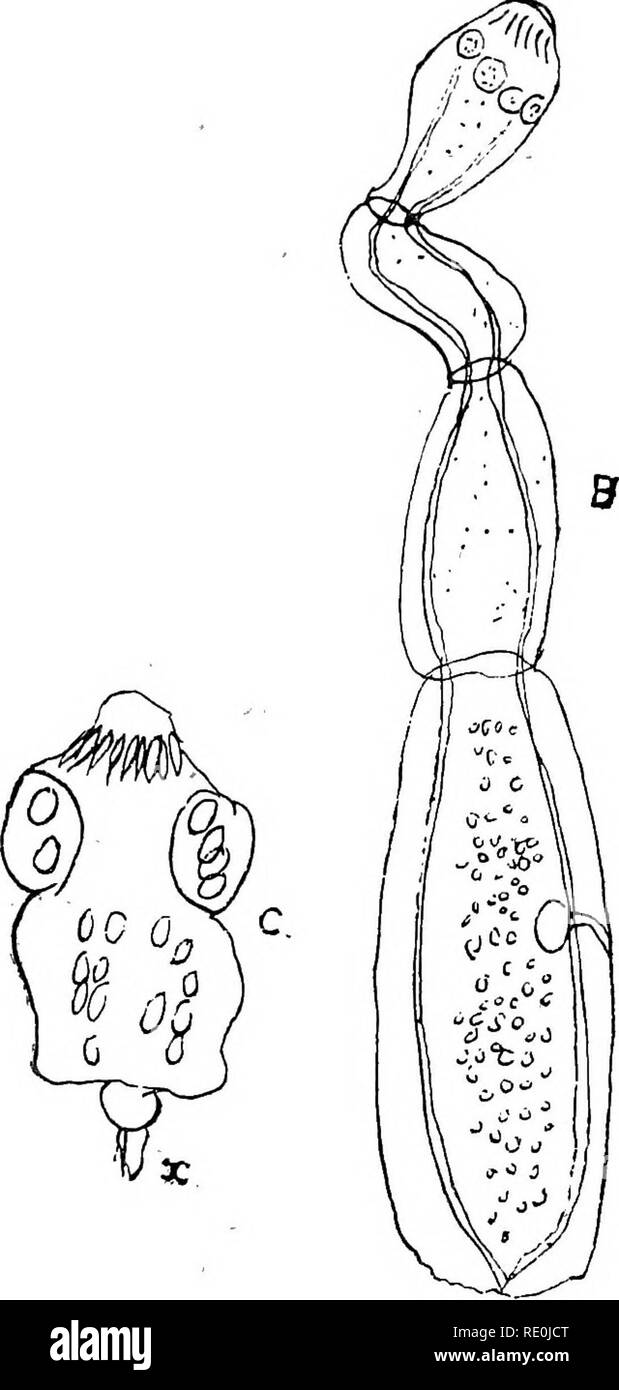 . Malattie &AMP; disturbi del cavallo, un trattato di medicina equina e chirurgia, essendo un contributo alla scienza della patologia comparata. I cavalli. 8s variano molto nelle dimensioni, talvolta essendo piccolo come un pisello, e di tanto in tanto grande come una grande cacao-dado. Essi possono o non possono produrre sintomi, che variano in base all'organo invaso, e la dimensione e la posizione esatta delle cisti. Questo idatidosi è comune nell'uomo, essendo spesso si trova nel fegato, e talvolta in altri organi ; e si può raggiungere in lui una di dimensioni molto grandi. Questo idatidosi o cisti nella sua prima forma è di piccole dimensioni e di forma globulare, wi Foto Stock