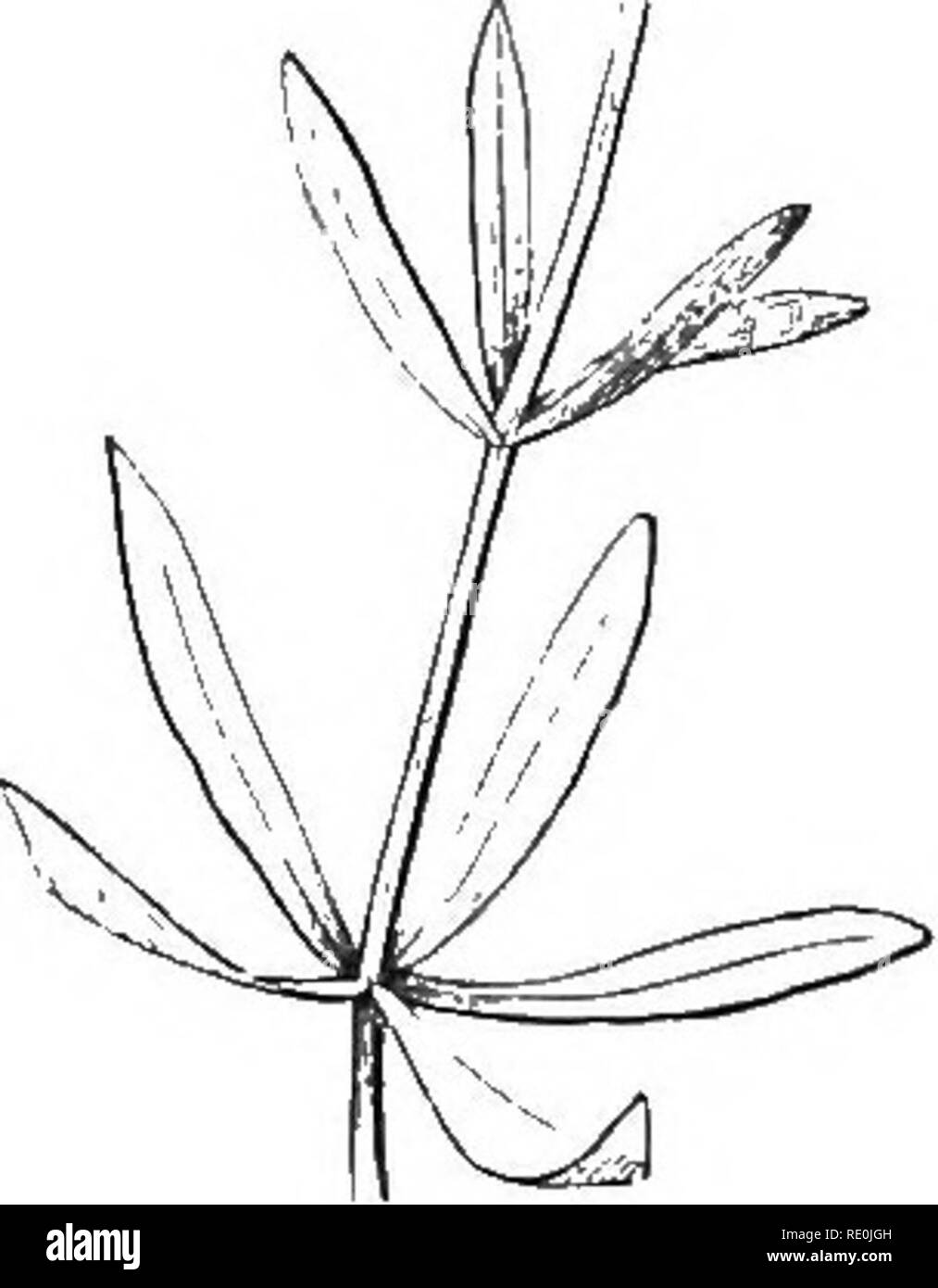 . La botanica per giovani e scuole comuni : come piante crescono : una semplice introduzione alla botanica strutturale : con una flora popolare, o una disposizione ed una descrizione delle piante comuni, sia selvatici e coltivati . La botanica; Botanica. 137' Whorled foglie. Analisi della sezione. 81. Vegetazione molto semplice in piano, molto diversificata nei particolari. 82. Lo studio delle forme di organi è la morfologia. 83-89. Eoots, le loro forme e tipi. 84. Primaria o originale; secondario; hoiv provengono. 85. Radici aeree. 86. Antenna radichette. 87. Air-Plants ; il loro modo di vivere. 88. Piante parassite, la loro economia. Foto Stock