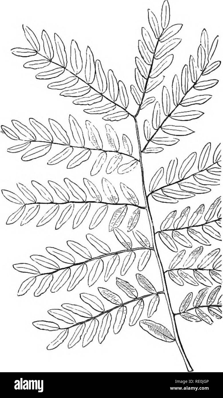. La botanica per giovani e scuole comuni : come piante crescono : una semplice introduzione alla botanica strutturale : con una flora popolare, o una disposizione ed una descrizione delle piante comuni, sia selvatici e coltivati . La botanica; Botanica. Interruptedly pinnate, quando alcuni dei lembi della stessa foglia sono molto più piccoli rispetto al resto, e disposte tra loro, come nell'acqua Avens. Pinnate bruscamente, quando non vi è alcun foglio illustrativo dispari alla fine, come in Honey-Locust, Fig. 130. Odd-pinnate, quando vi è un foglietto dispari alla fine, come nel comune di locusta (Fig. 128) e nella cenere. Pinnate con un viticcio, quando il Foto Stock