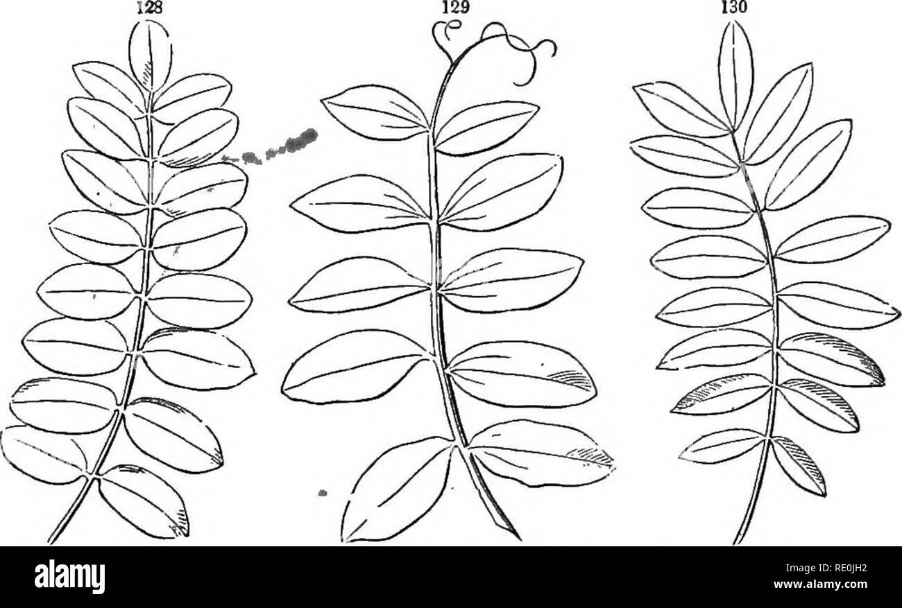 . La botanica per giovani e scuole comuni : come piante crescono : una semplice introduzione alla botanica strutturale : con una flora popolare, o una disposizione ed una descrizione delle piante comuni, sia selvatici e coltivati . La botanica; Botanica. Tipi e forme di foglie. 51 la fila superiore sono chiamati pinnately lohed, schisi, parted o diviso, come può essere il caso, e quelli della fila inferiore palmately lohed, schisi, &amp;c. Il numero dell'lobea o pezzi possono anche essere espressi nella stessa phi'ASE. Così, Hepatica ha una pal- valgono trilobata foglia (Fig. 121) ; l'Acero Rosso un palmately cinque-schisi foglia (Fig. 84), un Foto Stock