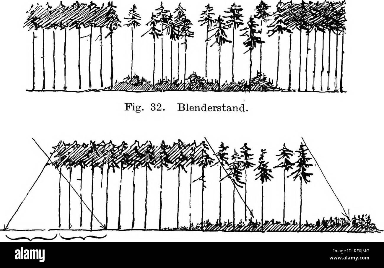 Die Grundlagen der ra?umlichen Ordnung im Walde . La gestione delle  foreste; le foreste e la silvicoltura; le foreste e la silvicoltura. Fig.  31. Gedeckter Schirmstand.. Aussonaaum InnenBaiim Inneusaum Aussensaum Fig.