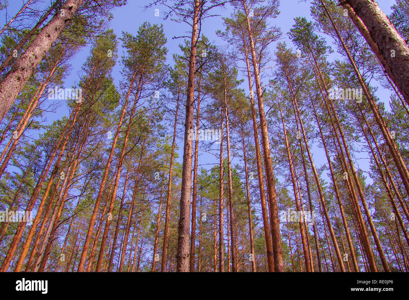 Estate in un temperata foresta di conifere di alberi di pino sulla costa settentrionale di Estonia vicino Võsu Foto Stock
