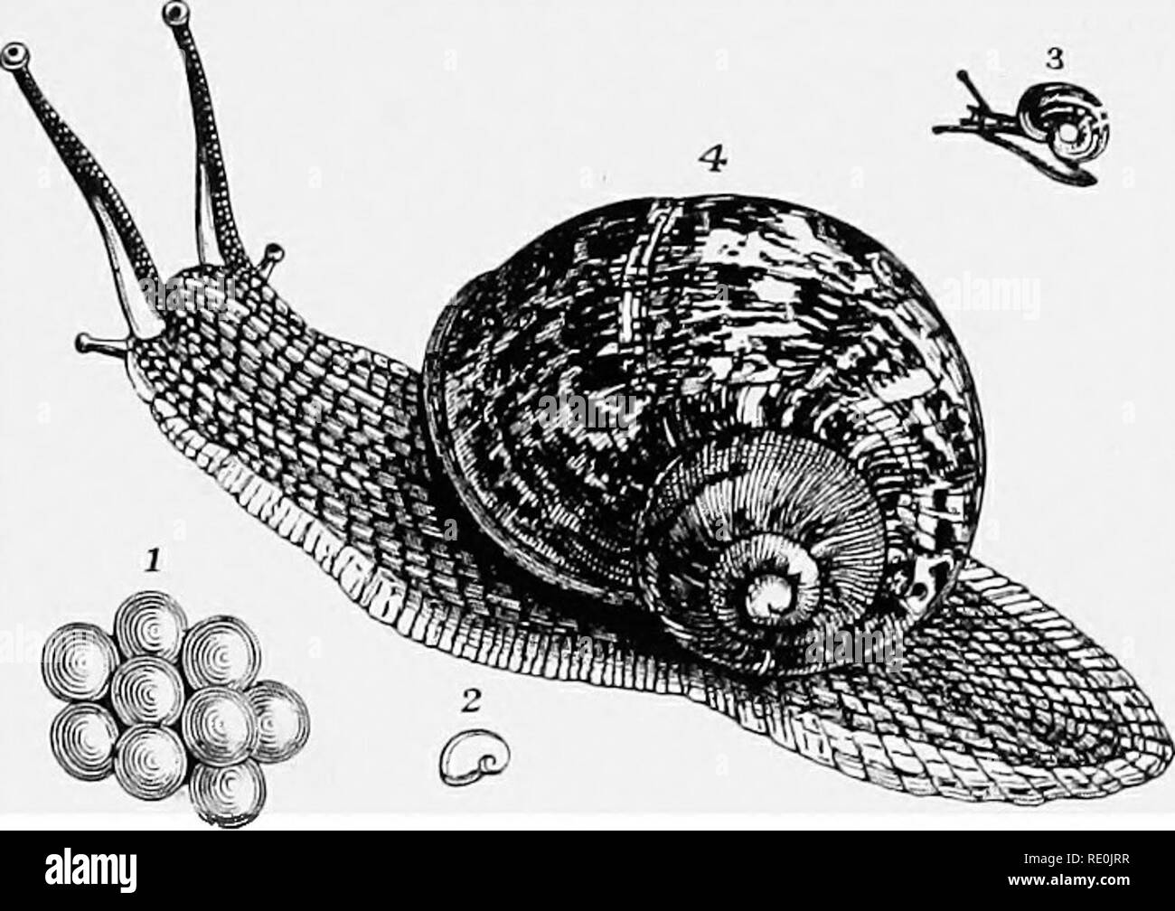 . Il mondo di vita animale. Zoologia. Conchiglia 401 esamina lungo di essa si effonde il suo limo, e così si ottiene un basamento di umido. Ma in condizioni di tempo asciutto si va a dormire dentro il suo guscio e attende fino a che non vi sia una caduta di pioggia o rugiada. La pelle o la copertura della lumaca è chiamato il mantello; ed è da questo che il guscio è realizzato. Come la lumaca cresce, si aggiunge sempre più al bordo del guscio in modo da renderlo abbastanza grande per il suo corpo. Se si guarda attentamente il guscio, vedrete che queste piccole aggiunte sono contrassegnate da che cosa sono chiamati " linee di crescita ". La lumaca non può sopportare il freddo, in modo tale che h Foto Stock