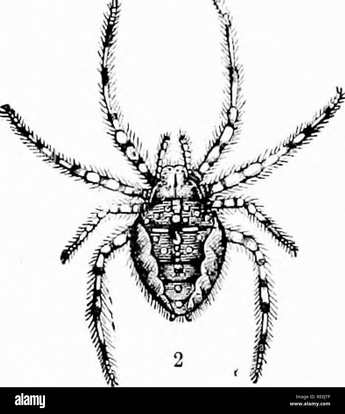 . Il mondo di vita animale. Zoologia. otto gambe. Alcuni- Gai'den Spider, io maschio; ;.::, femmina volte queste gambe sono molto lunghi, talvolta molto breve; ma come i ragni, inoltre, regola possiamo vedere e contarli abbastanza facilmente e non hanno mai ali. Vi è una grande differenza, anche, tra gli occhi di ragni e quelli di insetti. Insetti, come sappiamo, hanno due grandi occhi-masse, uno su entrambi i lati della testa. Ciascuno di questi è composto da un grande numero di occhi separati, che sono per la maggior parte a sei lati in forma, come le cellule di un miele-comb. Una casa comune-fly non ha meno di quattro mila di questi occhi, Foto Stock