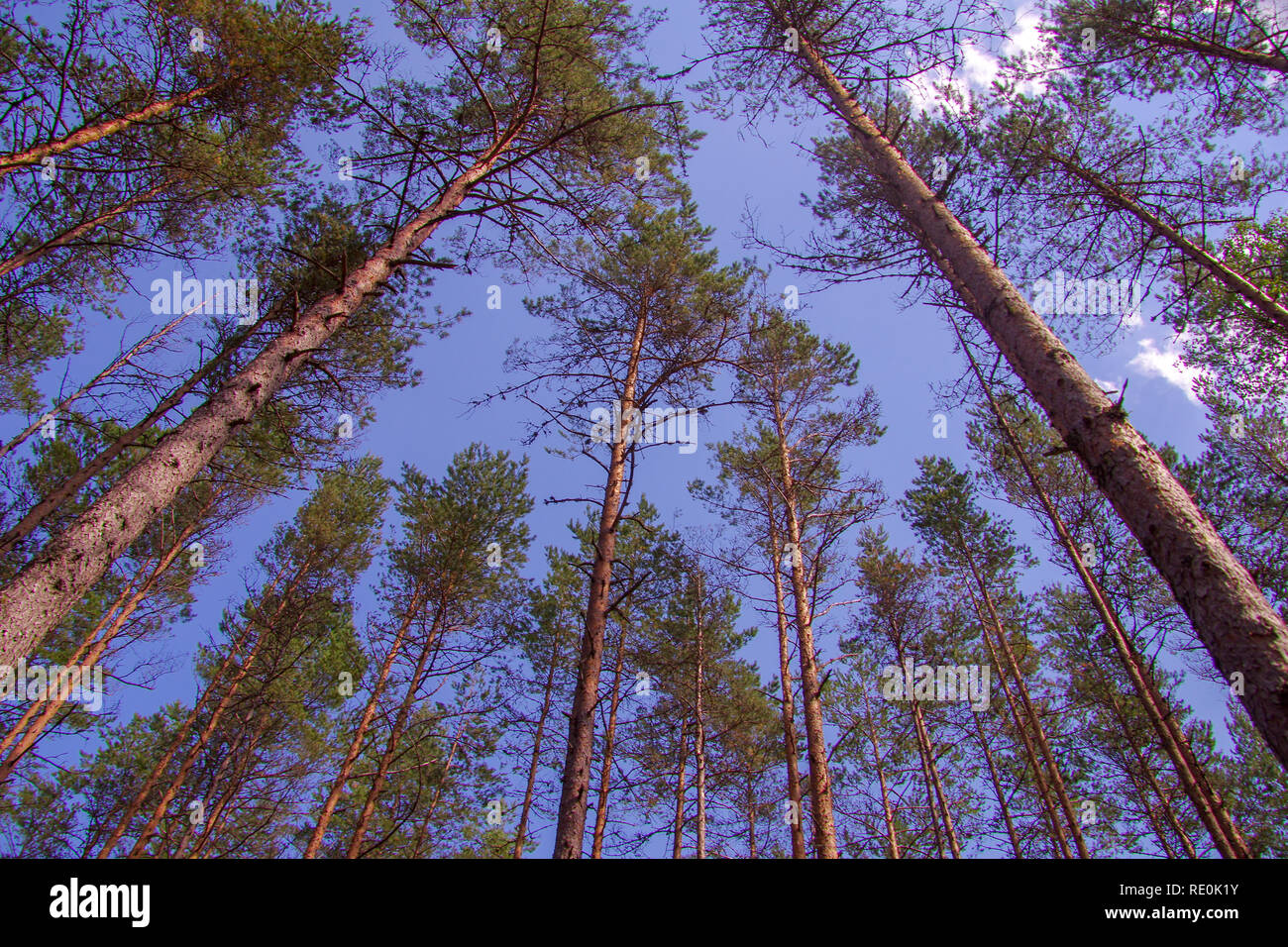 Estate in un temperata foresta di conifere di alberi di pino sulla costa settentrionale di Estonia vicino Võsu Foto Stock