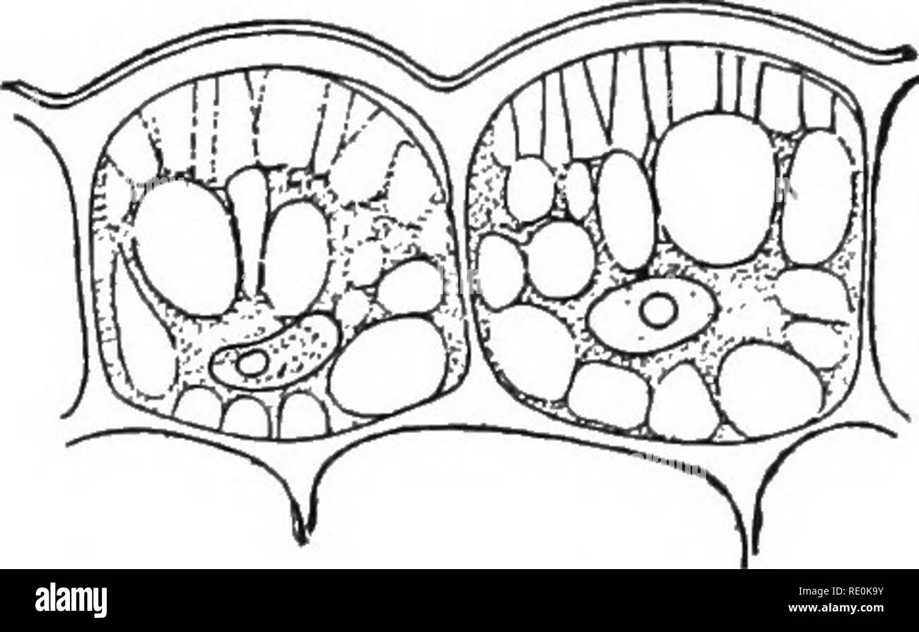 . Elementare di fisiologia vegetale. La fisiologia vegetale. Fiff. loi.-A^ vista superficiale di cellule sensoriali di viticcio di squash ; B^ profilo della parete esterna della stessa. Dopo Detmer. sion fiore, bryony, o squash, e osservare la forma di sottili viticci nelle varie fasi del loro sviluppo. Nota il comportamento di questi organi come esposto dalla loro adesione ai vari oggetti o supporti. Selezionare un esteso e quasi viticcio maturo e toccare la superficie concava vicino alla punta con una matita o un oggetto duro. Prima di eseguire questa operazione, posizionare un foglio di carta posteriore del viticcio in modo da contrassegnare la posi- Foto Stock