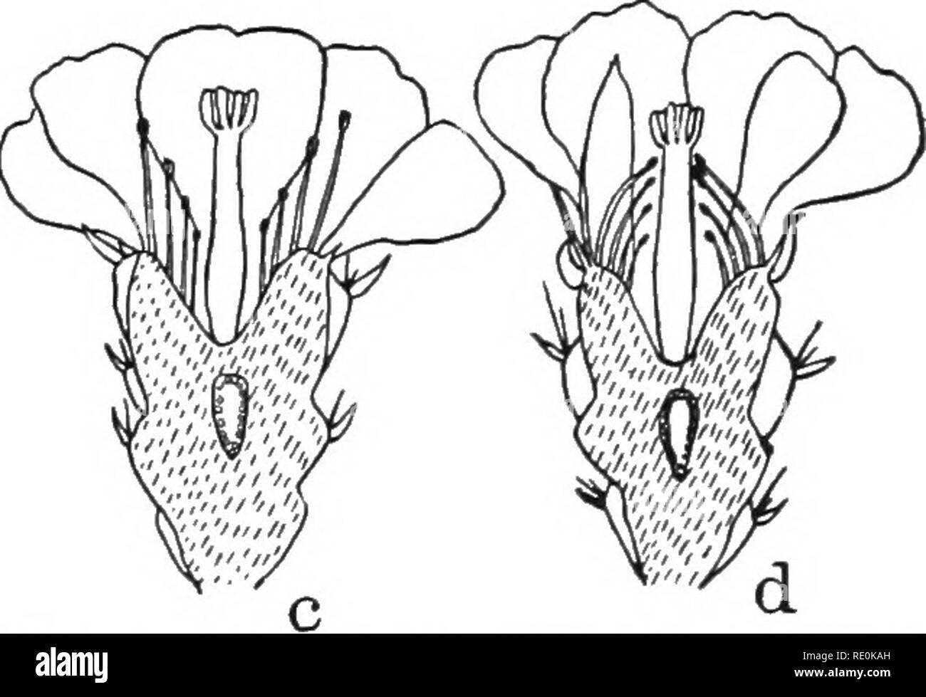 . Elementare di fisiologia vegetale. La fisiologia vegetale. La stimolazione e la correlazione. 125 vaselina. Il polline tubi sono generalmente rivolta lontano dal contatto con aria, essendo chemotropic negativamente all'ossigeno. 137. Movimenti in risposta a shock.-Secure semi di Mimosa da un fioraio e germinare in un vaso di un ricco suolo sciolto in una stanza calda. Non appena le piantine hanno iniziato a sviluppare il fogliame, foglie di coprire le pentole con una campana di vetro e ventilare in maniera tale che l'aria è mantenuto in una condizione di umido. Essa sarà ancora più conveniente se i semi sono piantati in diversi piccoli vasi. Mantenere le piante u Foto Stock