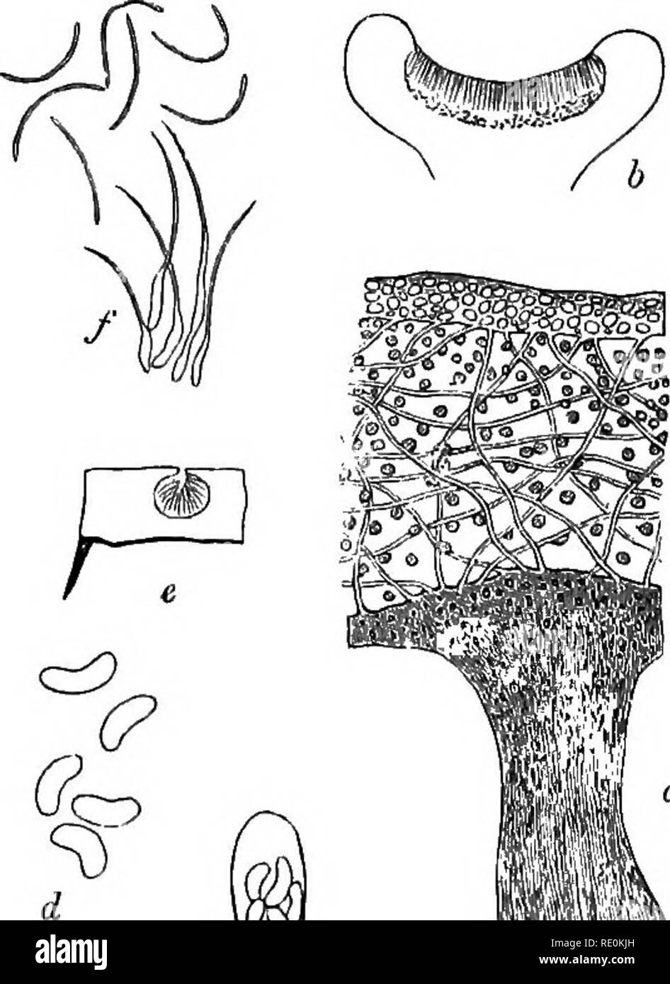 . Una monografia di licheni trovato in Gran Bretagna; essendo un catalogo descrittivo della specie nell'erbario del British Museum. I licheni. 262 LICHENACEI. [Parhelia. n. 1513. Parmtlia terebrata (HofFm.), Mudd, Man. p. 97. Parrtulia diatrypa gancio. Fl. Scot. ii. p. 56; Sm. L'ing. Fl. v. p. 204; Tayl. In Mack. Fl. Hib. ii. p. 150. Fhyscia diatrypa (rray, Nat. Arr. i. p. 436. lAehen diatrypus Sm. L'ing. Bot. t. 1248.-Brit. Exs.: LeigJit. n. 264; Larb. Cesare, n. 66; Cromb. n. 145. In apparenza generale come piccoli stati di P. p/iysodes, da whicli, a prescindere dalla reazione chimica del midollo e th Foto Stock