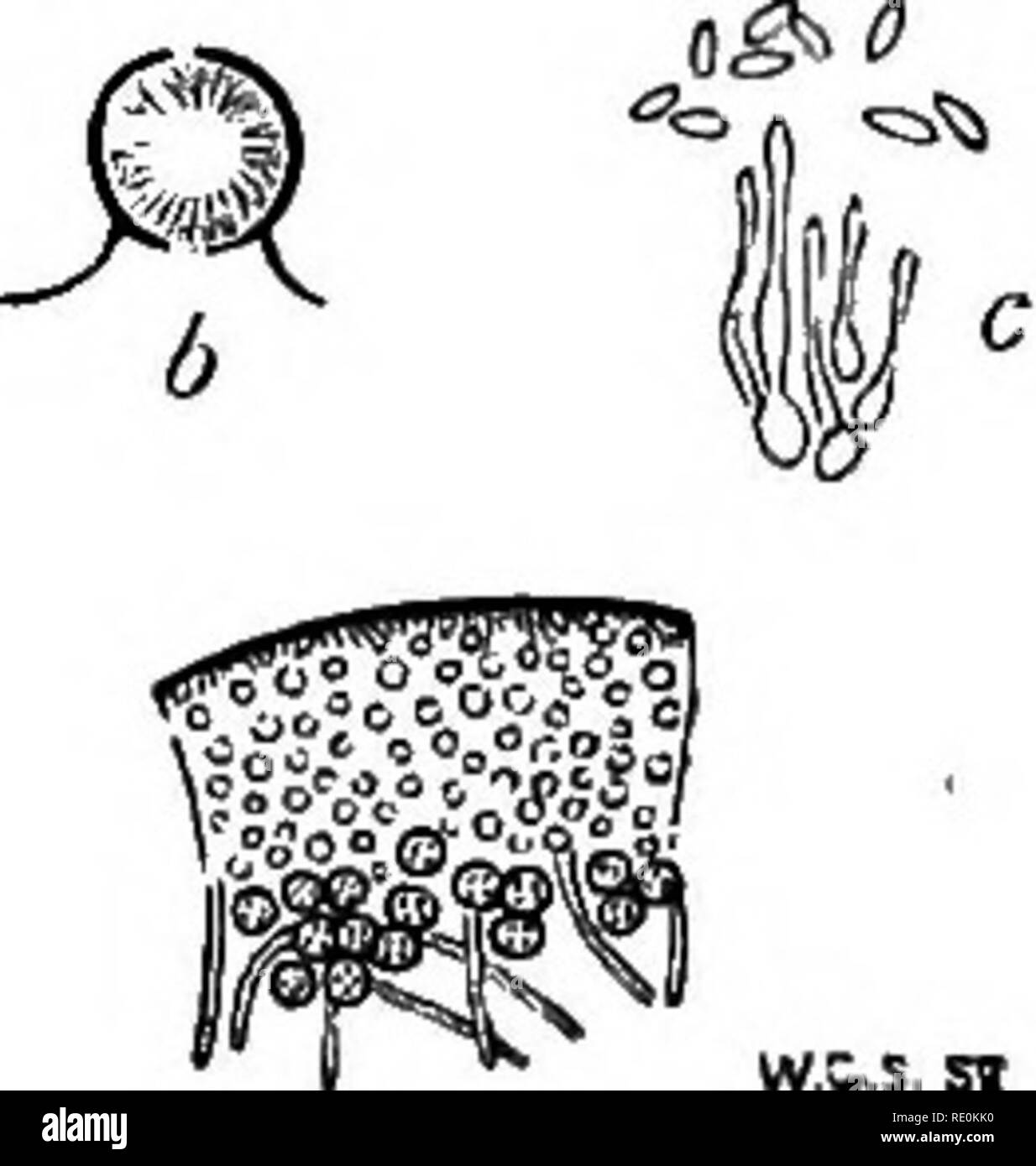 . Una monografia di licheni trovato in Gran Bretagna; essendo un catalogo descrittivo della specie nell'erbario del British Museum. I licheni. CEXEABIA.] CETRAKIW. 219 formano 2. acanthella Nyl. Mem. Soc. Cherb. v. (1857) p. 100.- tallo come nel tipo, ma molto mucb. spinuloso-denticulate tbrough- out. Apothecia pochi.-Cromb. Journ. Bot. 1870, p. 96; Leight. Lich. Fl. p. 98, ed. 3, p. 93.-Cornicvlaria spadieea y. acanthella Ach. Lich. Univ. (1810) p. 612. Coralloides frutieuli specie fuscum, spinosum aneto. Muse. 112, t. 17. f. 31 b. Si distingue per l'interamente hispido-spinulose o impostare^perdere tallo. Ho Foto Stock
