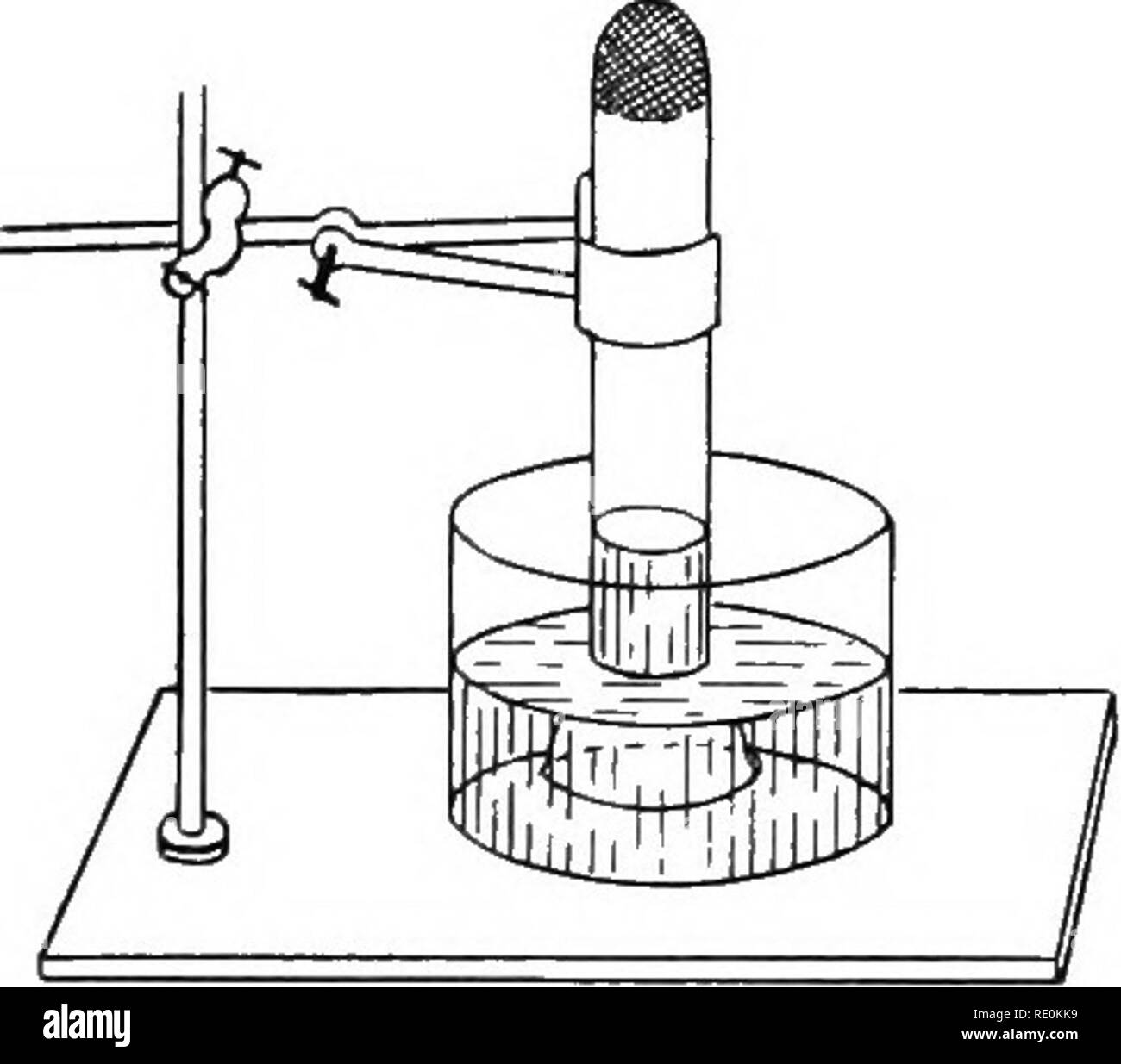 . Impianto sperimentale di fisiologia per i principianti. La fisiologia vegetale. 36 sperimentale di fisiologia vegetale in polvere che si scioglie in acqua e un gas inattivo in cui le sostanze non brucerà. La percentuale del principio attivo al inattivo è di uno a quattro. Essa è non solo dalla combustione che il gas attivo può essere presi dall'aria. Alcune sostanze assorbirà esso senza applicazione di calore. Esperimento 18 Aim.-Per scoprire se umido fiHngs ferro andranno ad assorbire il gas attivo dall'aria. Metodo.-qualche limatura di ferro sono legate in un pezzo di mussola e messo in una misurazione di vetro-cilindro. (Se un measuri Foto Stock