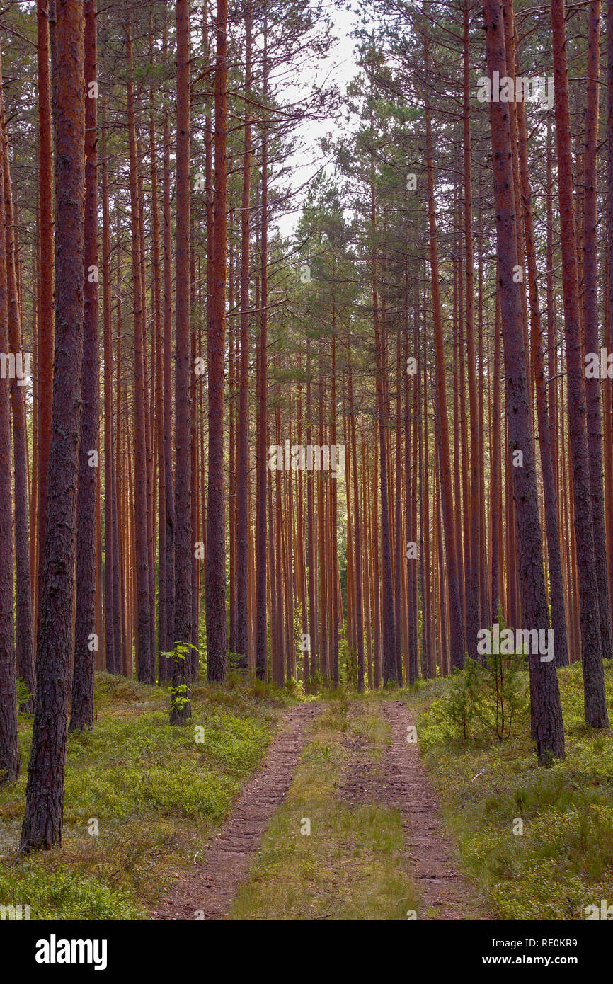 Percorso di foresta in una temperata foresta di conifere di alberi di pino sulla costa settentrionale di Estonia vicino Võsu Foto Stock