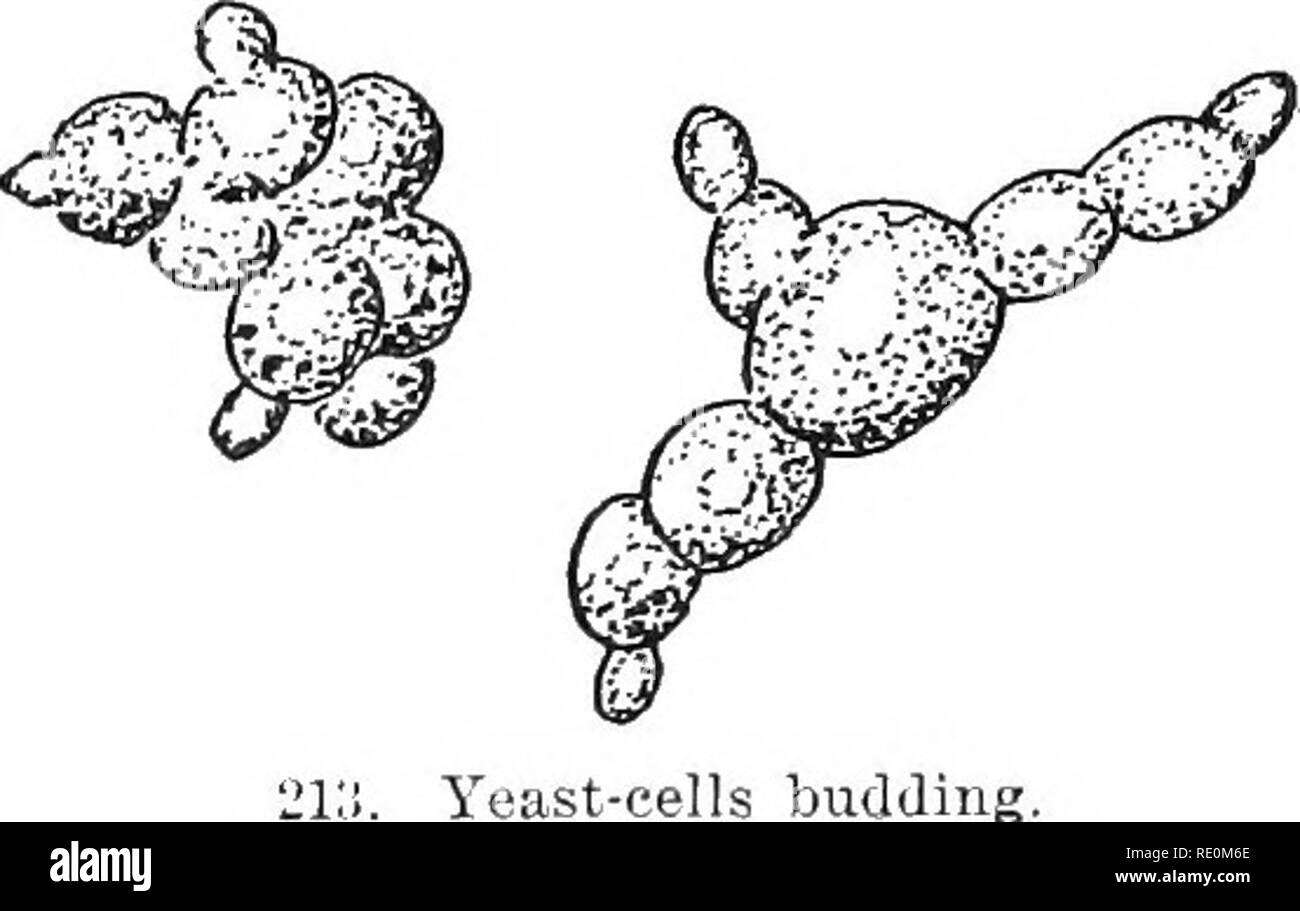 . Esperimenti con piante. La botanica. 390 JSXPEHIMJSyTS con piante con la sua parete cellulare,^ e protoplasma lilled witli Hliiiiiii.ij: gocce o granuli. La modalità di moltiplicazione può anche essere reso facilmente out: è da germogliando i. e., un (intii'rescita dalla cella diventa tagliato e forma un, nuova cella. Le cellule così pro- duced spesso appendere insieme in catene (Fig. 213). Le bolle di gas che si elevano nel liquido sono praticamente puro carbonio cellule di lievito germogliando. biossido. Allo stesso tempo l'evoluzione di gas passa su, alcol è formata, e lo zucchero scompare (come può essere illustrato con degustazione di liquido). C Foto Stock