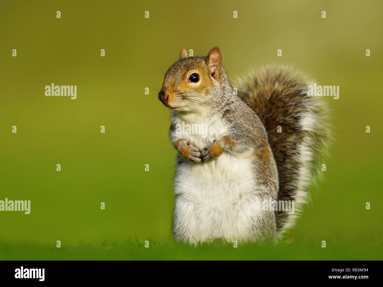 Close-up di uno scoiattolo grigio contro lo sfondo di colore verde, UK. Foto Stock