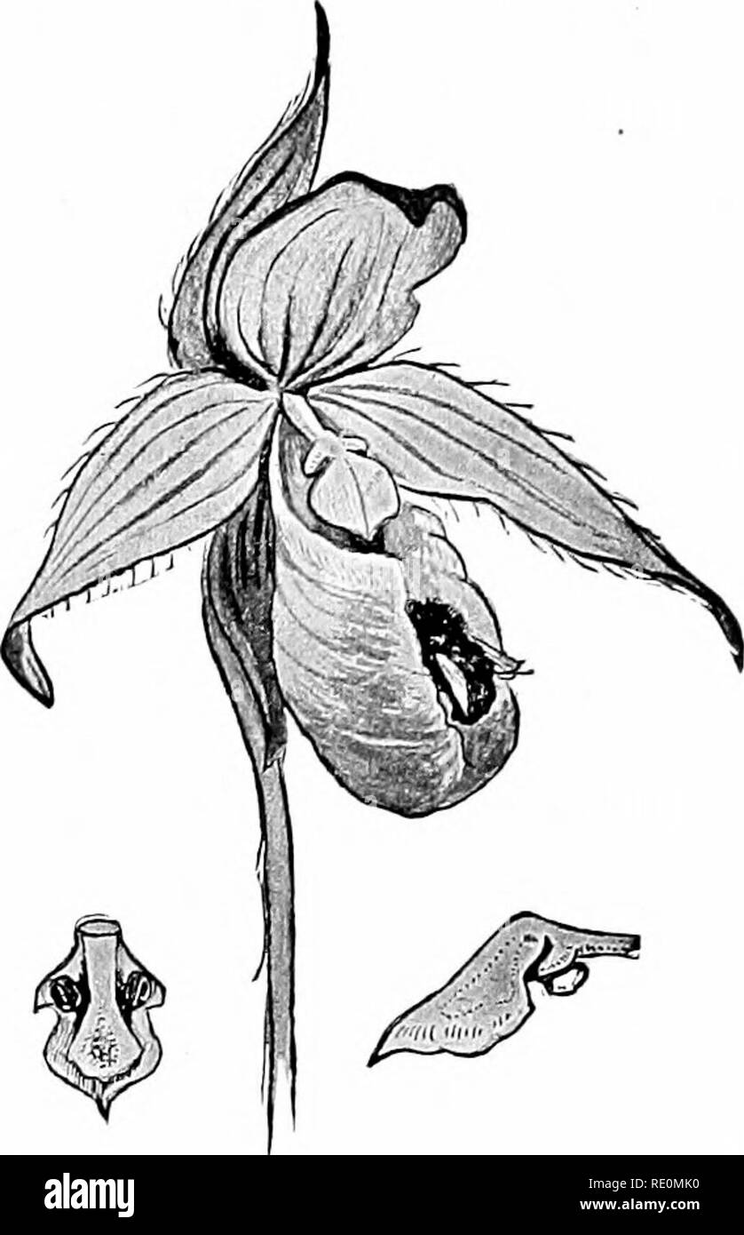 . Impianto studi; un elementare botanica. La botanica. Fiori e insetti 133 illustrazioni di questo processo può essere preso dai fiori già descritto in connessione con la prevenzione dell'autoimpollinazione. In fiori della famiglia di pisello, come la rosa acacia (vedere Fig. 131), si sarà notato che gli stami e pistillo sono nascosti entro la chiglia, che costituisce il naturale terreno- ing posto per le api che sono usati in pol- lination. Questa chiglia è inserito in modo tale che il peso dell'insetto de- lo preme, e la punta di stile viene in contatto con il proprio corpo. Non solo la stigmatizzazione strik Foto Stock