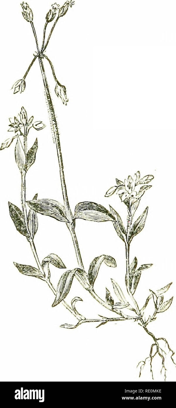 . Fiori di campo. La botanica. 8o CARVOPHYLLACE/E I. A. iriiic'rvia (tre-Sandwort venato).-un debole, straggling, impianto di roverella, circa un piede lungo, avvicinando il Chickweed (Stelldria tnedia) nell'abitudine, ma in una sola volta distinguibili dalla sua pdah indiviso i foglie di forma ovale, acuta, 3-5-veincd, ciliato, il. quelli inferiori sgambate ; //utiv/s solitaria, frohr le forche del gambo e axils, su l(jng gambi sottili ; ,fiy&GT;(7/.v; più di petali, 3- venato, la vena centrale hairy.-umidi luoghi ombrosi ; politica comune. -Fl. Maggio e Giugno. Annuale. 2, A. serpyllifolia (timo-lasciava Sandwort).-A- ripetutamente a forcella, su Foto Stock
