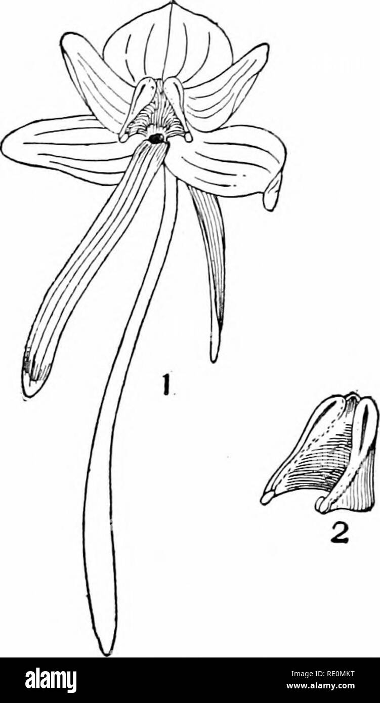 . Impianto studi; un elementare botanica. La botanica. Fiori e insetti 127 di solito due polline-sac e teso tra loro è la superficie dello stimma. In questo caso tuttavia i granelli di polline non sono a secco e polveroso, ma si aggrappano insieme in una massa e non può fuoriuscire dal sac senza essere tirata (vedere Fig. 133). Lo stesso tipo di polline è sviluppato da milkweeds. (2) Scadenza consecutivi. In questi casi il polline e. Fig. 133. Un fiore di un orchidea (Habenaria). A 1 il fiore completo è illustrato, con tre sepali dietro, e tre petali di fronte, il più basso dei quali uno ha sviluppato Foto Stock