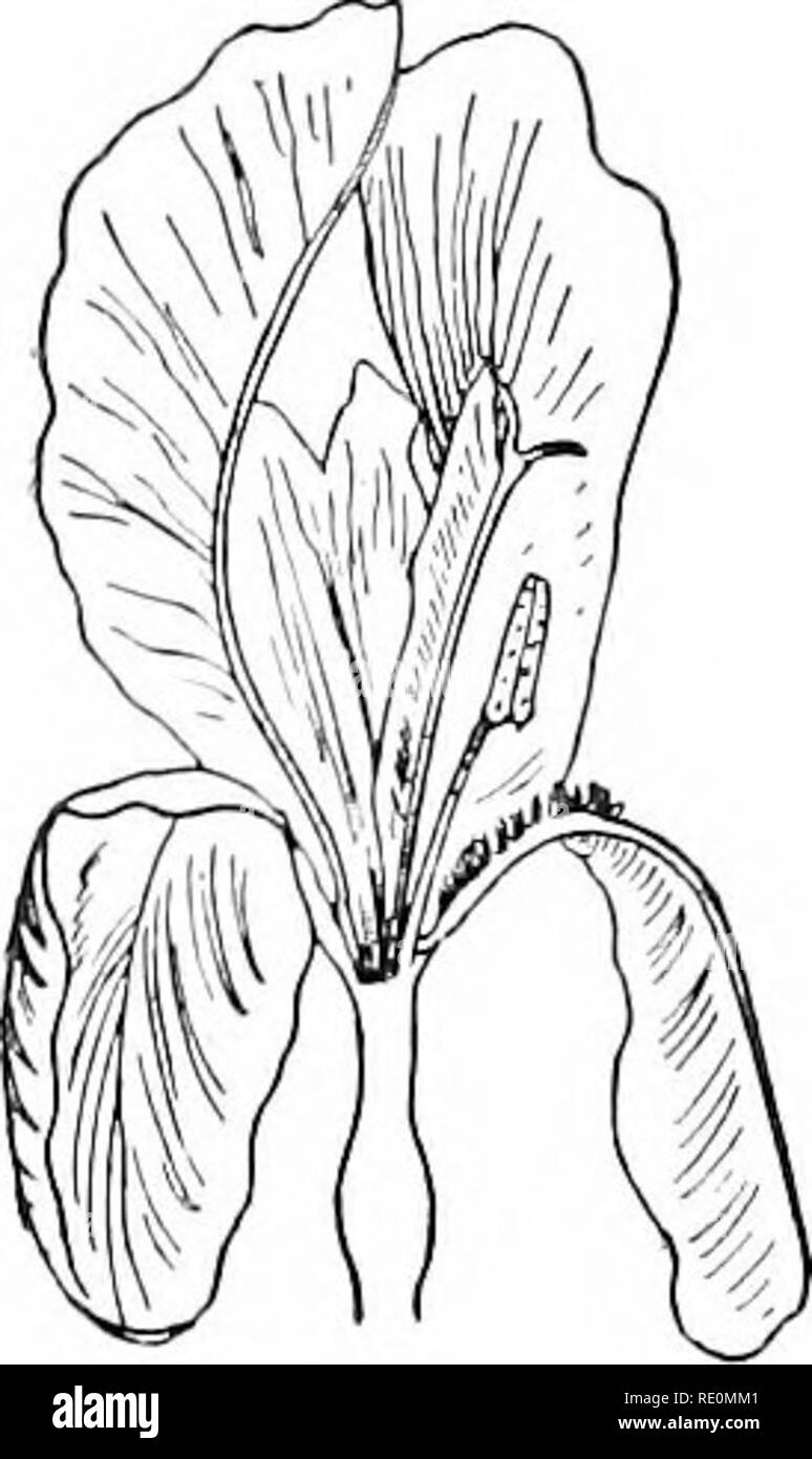. Impianto studi; un elementare botanica. La botanica. 126 Studi vegetali. fuori del polline-sac o per essere rimossi dalla loro. I dispositivi utilizzati da fiori contenente sia stami e carpels per evitare l'autoimpollinazione sono molto numerosi, ma la maggior parte di essi può essere incluso nelle tre seguenti capi : (1) Posizione. In questi casi il polline e lo stigma sono pronti allo stesso tempo, ma la loro posizione in riferimento ad ogni altro o in riferimento ad alcuni con- formazione del fiore, rende onu- probabile che il polline ricadrà sulle lo stigma. Lo stigma può essere posto al di sopra o al di là delle sacche di polline, o t Foto Stock