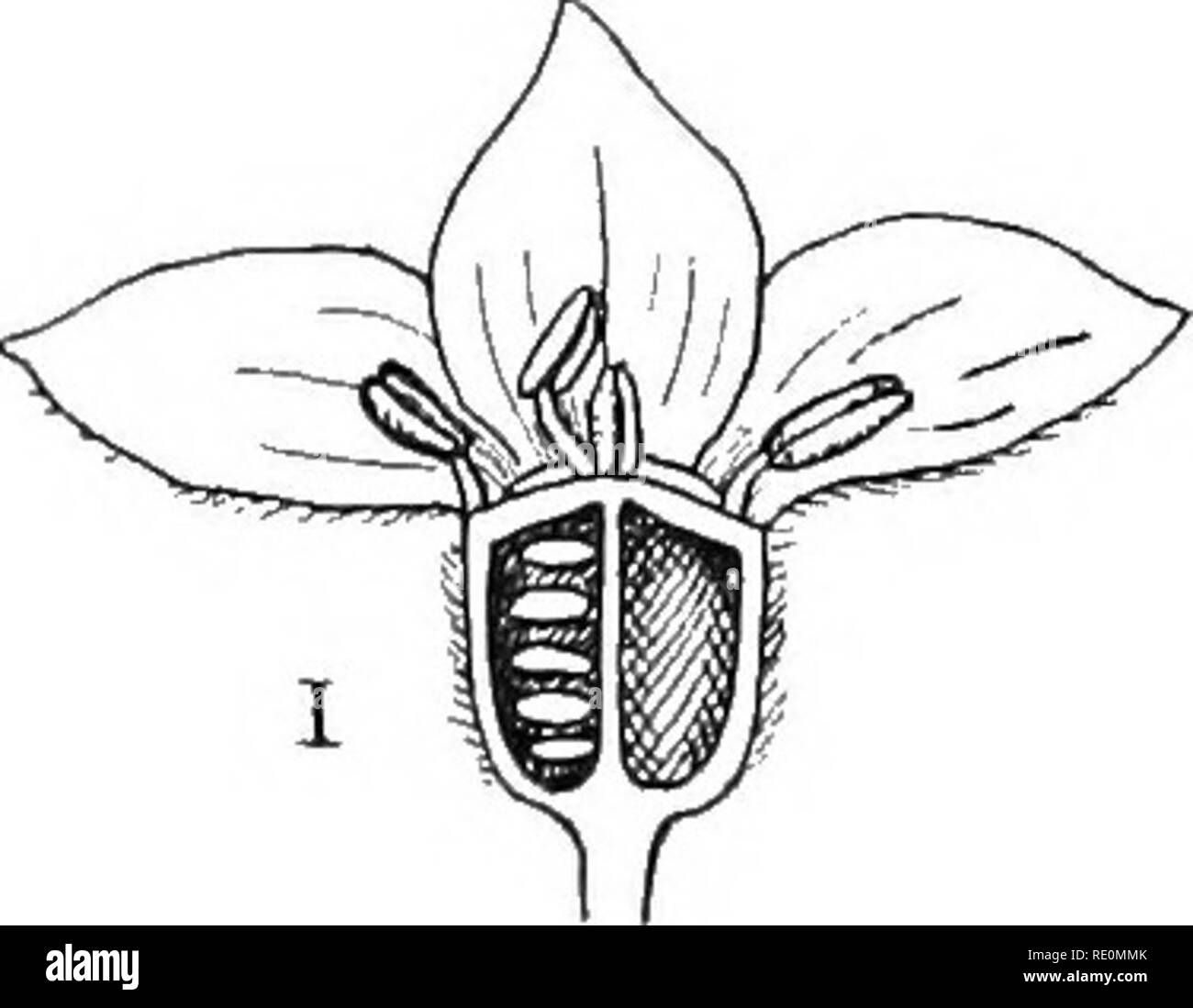 . South African botanica. La botanica. 198 South African botanica altri generi sono Ornithogalum (Chinkering Ghee) Allium (cipolla), la Yucca, Bulbine, Eucomis, gloriosa, Lilium, Tulipa, Dracaena. Economicamente questo ordine non è di grande importanza ; il bulbo della cipolla e giovani germogli di asparagi sono utilizzati per i prodotti alimentari, ma molte delle piante sono molto belli fiori e sono ampiamente coltivata. 161. N. O. Amaryllidaceae. Caratteristiche generali â âPlants sono erbe. Fiori regolari, cade 3 + 3, androecium 3 + 3, ovaio inferiore 3-celled l. Frutto di una capsula o una bacca.. Si prega di notare che queste immagini sono Foto Stock