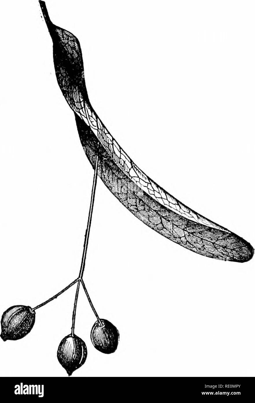 . Impianto studi; un elementare botanica. La botanica. La fio. 118. Winged frutto di ailanthus.-dopo-Kee- ner. relazioni di "docce di zolfo" sono nate da un particolarmente pesante caduta del polline che è stato portato lontano da alcune foreste di gimnosperme. Nel caso dei pini e dei loro parenti vicino, il polline spore sono assistiti nel loro dis- 2^universale attraverso l'aria mediante lo sviluppo di una coppia di ampie ali del rivestimento esterno della spora (vedere Fig. 110). Questo stesso metodo di impollinazione-che sta portando il polline spore da correnti di aria-è utilizzato anche da molti mono- cotiledoni, come le graminacee ; e da Foto Stock
