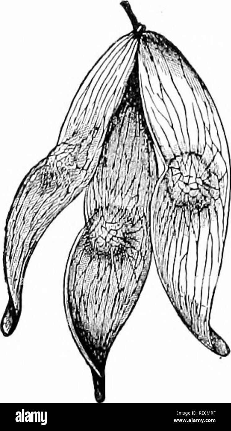 . Impianto studi; un elementare botanica. La botanica. 116 Studi di vegetali. La fio. 118. Winged frutto di ailanthus.-dopo-Kee- ner. relazioni di "docce di zolfo" sono nate da un particolarmente pesante caduta del polline che è stato portato lontano da alcune foreste di gimnosperme. Nel caso dei pini e dei loro parenti vicino, il polline spore sono assistiti nel loro dis- 2^universale attraverso l'aria mediante lo sviluppo di una coppia di ampie ali del rivestimento esterno della spora (vedere Fig. 110). Questo stesso metodo di impollinazione-che sta portando il polline spore da correnti di aria-è utilizzato anche da molti mono- cotiledoni, ad Foto Stock