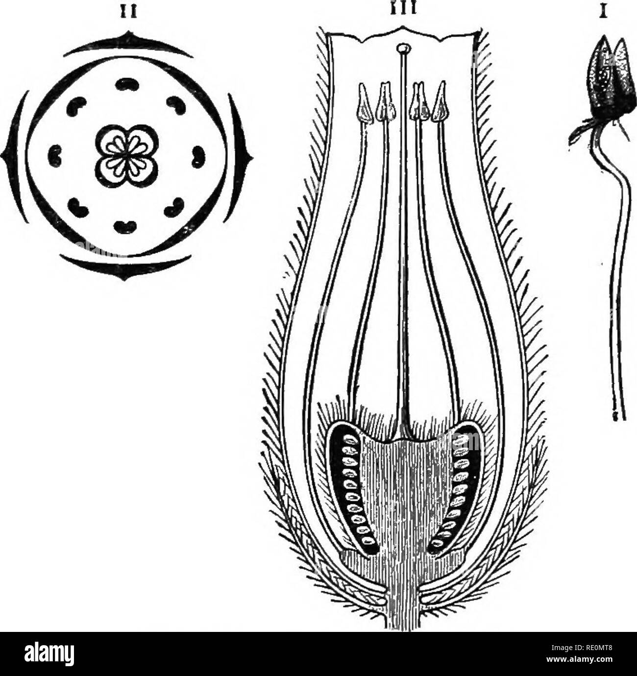 . South African botanica. La botanica. Classificazione 185 brillante. Essi sembrano essere visitato dagli insetti per amor del polline e quindi cross-impollinata, ma auto- impollinazione può facilmente verificarsi. Altri generi.-Galenia (Kraalbush) è comune sulla Karoo. Tetragonia è molto simile a quella del ghiaccio-pianta, aventi foglie che ghsten in sun. Aizoon ha fiori di colore rosso e si trova a Cape Cod. Riproduzione vegetativa.-molte specie di Mesembry- anthemum sono facilmente riprodotta dalla slitta.. Pi8. 104.-Erica cerintTwides. I. antera. II- Schema floreale. III. Sezione longitudinale del fiore. 155 N O Ericaceae. Generale Ch Foto Stock