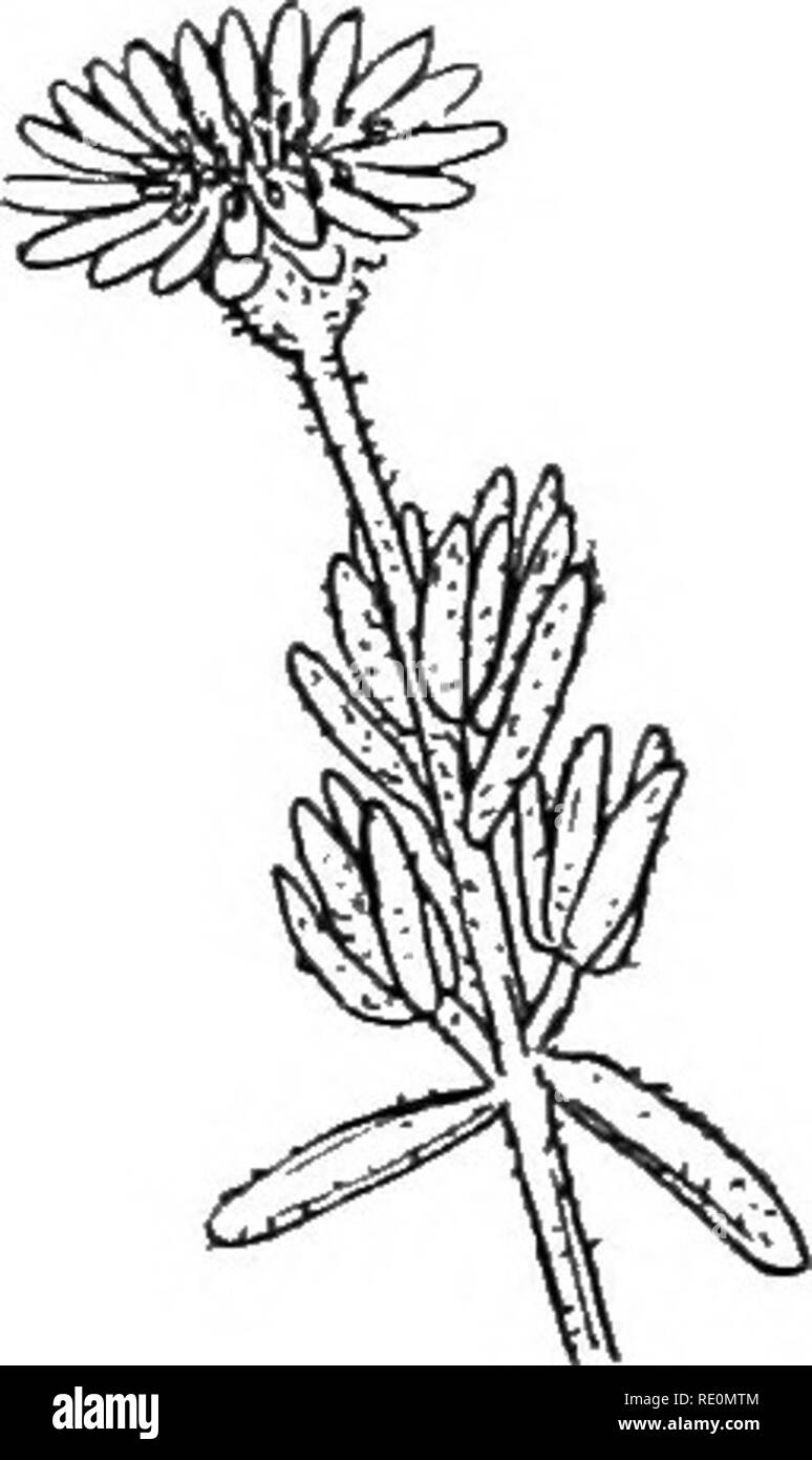 . South African botanica. La botanica. Classificazione 183 fiori. Essi non hanno alcuna epicalyx. Althea (Hollyhock), che si trova in molti giardini, ha grandi vistose fioriture che tendono a diventare " doppia" dagli stami girando a petali. Malva, la malva, occasionalmente è coltivato in questo paese. Tutti i suddetti hanno un schizocarp per la frutta. Gossypium (pianta del cotone) ha un'epica yx di 3 parti solo ; il frutto è una capsula, i semi essendo ricoperta di peli per dispersione vwnd; questi peli forma il materiale noto come il cotone. Si prega di notare che queste immagini vengono estratte dalla pagina sottoposta a scansione le immagini che potrebbero h Foto Stock