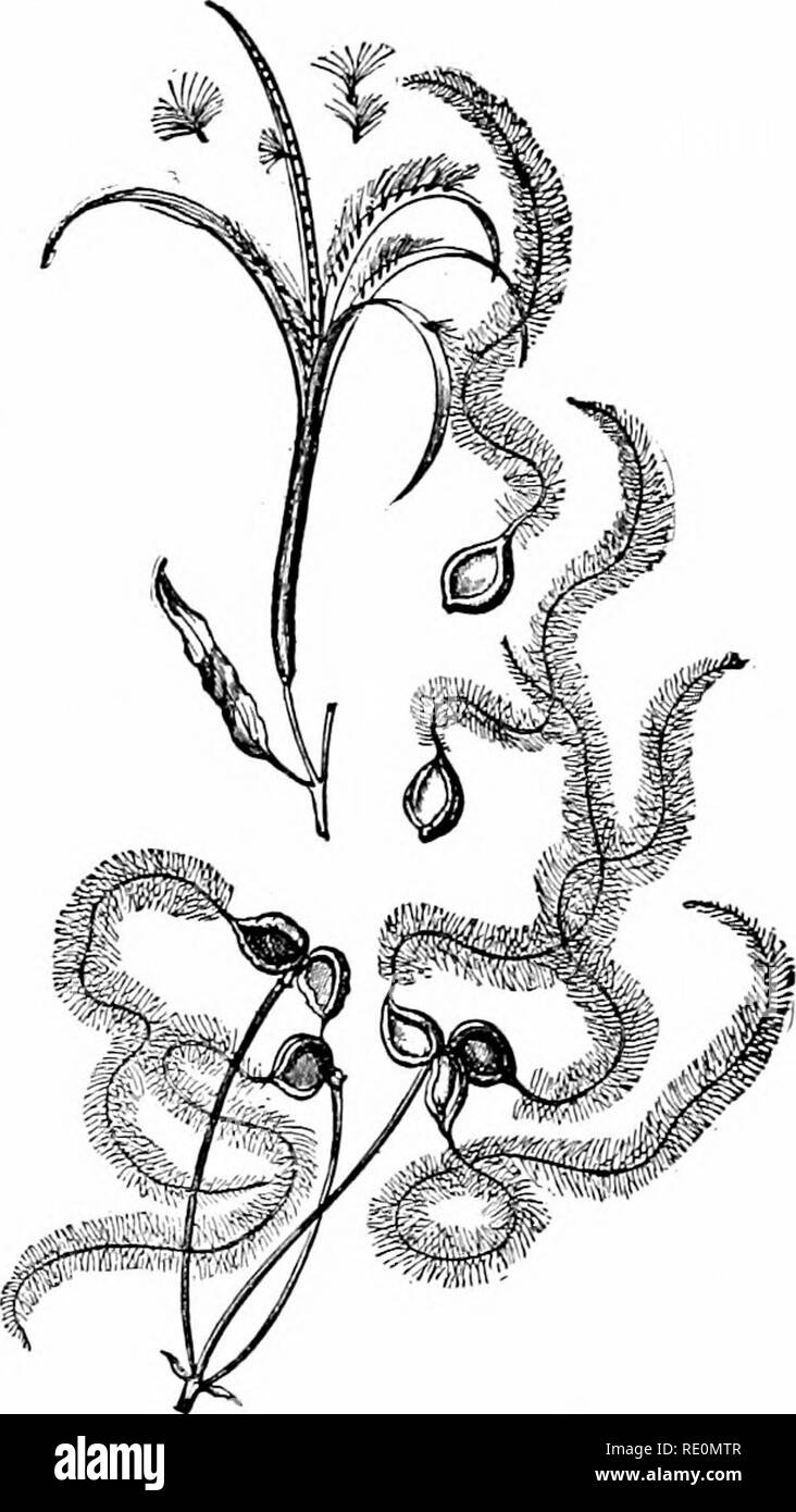 . Impianto studi; un elementare botanica. La botanica. Organo riproduttivo di 113 75. La dispersione di locomozione.-Il metodo comune di locomozione è per mezzo di peli mobile (ciglia) sviluppato su il corpo riproduttivo, che spingerlo attraverso l'acqua (vedere Fig. 109). Nuoto le spore sono molto comuni tra le alghe, e almeno uno dei gameti nelle alghe, moss-piante e fern-piante ha il potere di nuotare- ming per mezzo di ciglia. 76. La dispersione di acqua. - È molto comune per repro- ductive organismi per essere trasportati da cur- i fitti di acqua. Le spore di molti impianti di acqua di tutti i gruppi, non costruite Foto Stock