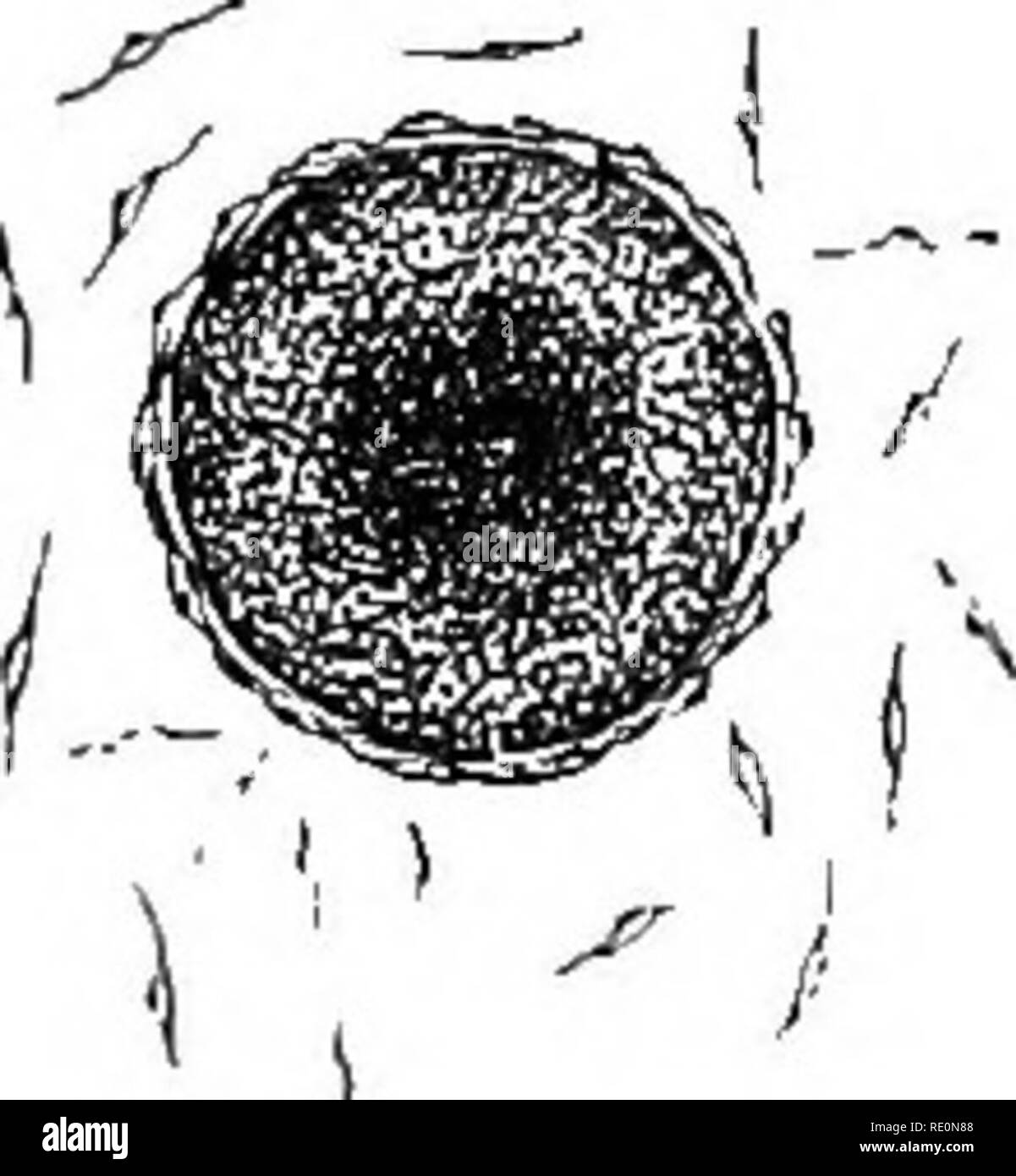 . Un manuale di botanica. La botanica. Fig. 788.. Fig. 786. Antlieridia, a, a, sui peli ramificati del maschio oonoeptacle. Dopo Thuret. Fig. 787. Oogonium con il oospheres completamente separati e disimpegnare themselTes dal loro coTerings. Dopo Thuret. Fig. 788. Un oosphere senza un rivestimento di cellulosa essendo fecondata da anthe- rozoids così da formare un oospore. cui sono formate. In Cutleria i gameti sono dissimili in dimensione, ma entrambi sono ciliate. Il più grande viene a poggiare al più presto, e uno dei più piccoli dei fusibili con esso. Più completamente differenti- tiated gameti si trovano in forme superiori (figg. 787 Foto Stock