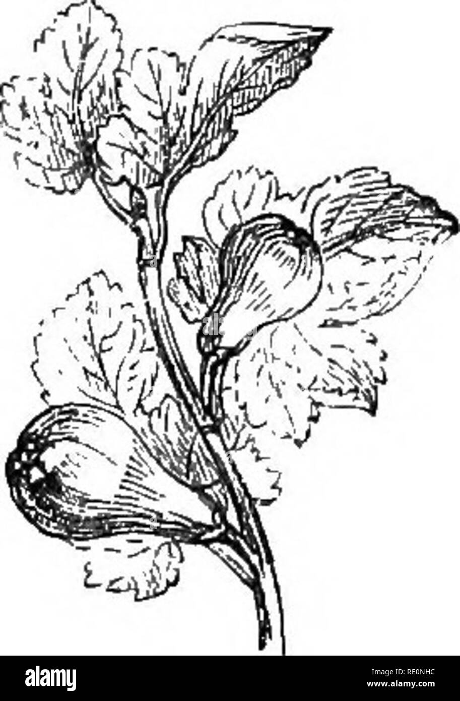 . Una storia del regno vegetale; abbracciando la fisiologia delle piante, con i loro usi per l uomo e gli animali inferiori e la loro applicazione nel campo delle arti, produce e di economia domestica. Illus. da diverse centinaia di cifre. La botanica; botanica, economico; 1855. La FIG. 355 Paris it non sopporterà l'esposizione all'aria aperta in primavera eaiiy. Alcuni di melograno e alberi di arancio a Versailles, Risso membri di essere- tween due e trecento anni. Prima che la pesca, le pesche noci, e l'albicocca, liad percorsa fi:om Persia al più coimtries occidentale ai confini del Mar Rosso, il pom Foto Stock