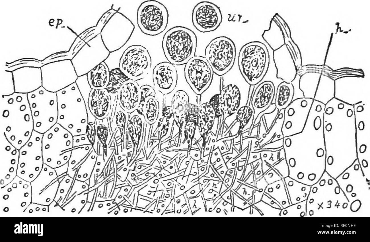 . Gli elementi di botanica abbracciando organography, istologia, fisiologia vegetale, botanica sistematica e botanica economica ... insieme con un glossario completo dei termini di botanica. La botanica. CARPOSPORE^. 143 fase è stato chiamato in precedenza il genere Uredo (Fig. 258). L'. uredo-spore germinano rapidamente e dalla loro micelio altri uredo-spore sono prodotte e questo processo può con- tinue una grande lunghezza di tempo. Infine, dallo stesso micelio, vengono prodotte (Fig. 259) a pareti spesse, marrone o nero spore, chiamato teleutospores (Gr. teleuta, fine), che possono essere uno-celled (come in Uromyces e Melamp- sora), Foto Stock
