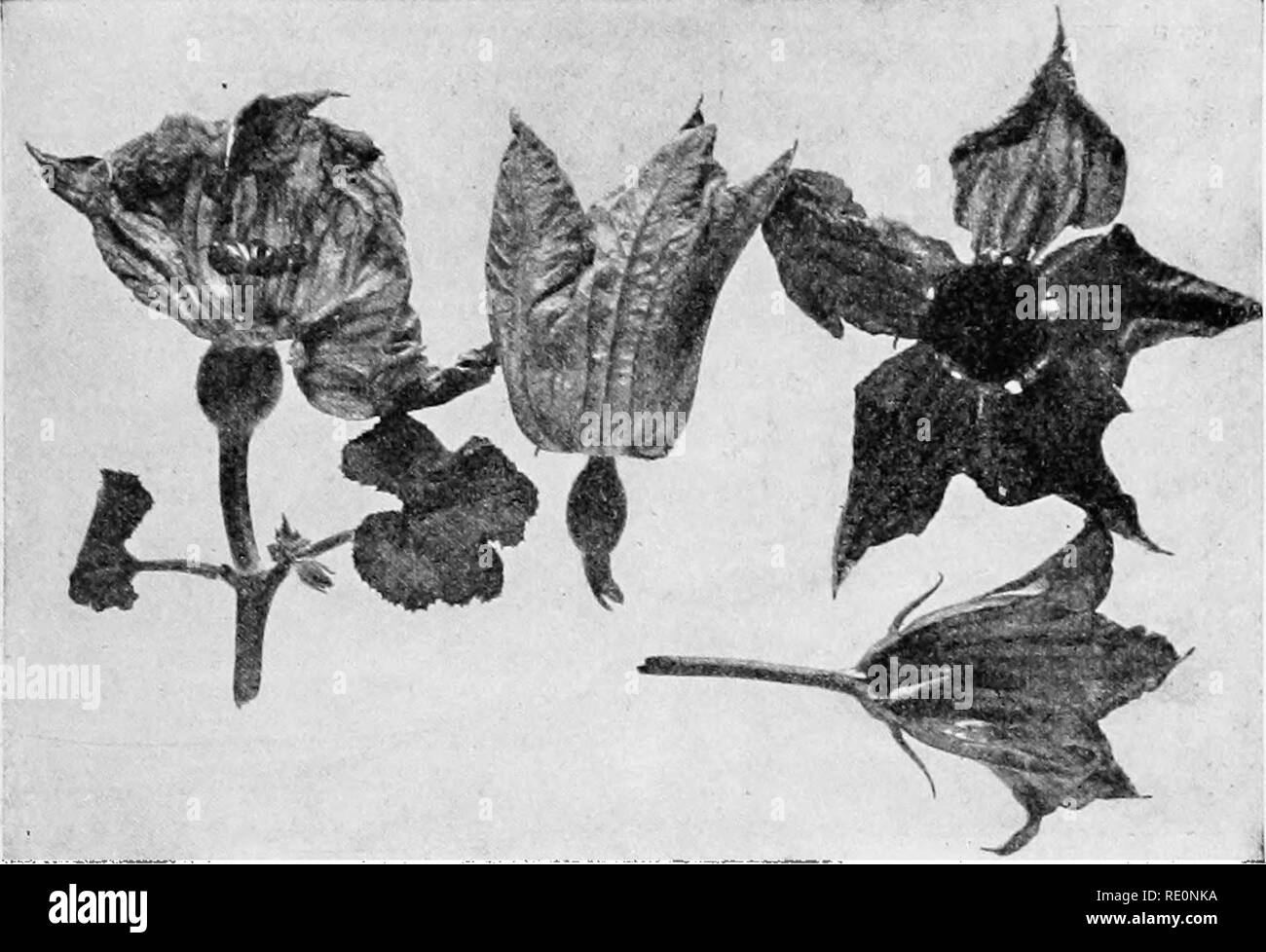 . College botanica; struttura, fisiologia e di economia di piante. La botanica. Piante dicotiledoni 379 Questa famiglia contiene anche molte altre specie, come la deadlv nightshade {Atropa belladonna,), il bittei^dolce (So- lanum dvlcamara), la Jamestown o jimson weed (^Datura stramonium) e molte specie di ciliegie di massa (Physalis). BiGNONiACE.E (Famiglia Bignonia).-piante legnose (alberi o scalatori); fiori grandi e vistosi e perfetta; frutta secca di una capsula contenente molte grandi, piatta, alato semi; foglie semplici o com-. FiG. 221.-Cucurbit blossom. libbre, solitamente di fronte. Per la maggior parte ma tropicali offrono Foto Stock