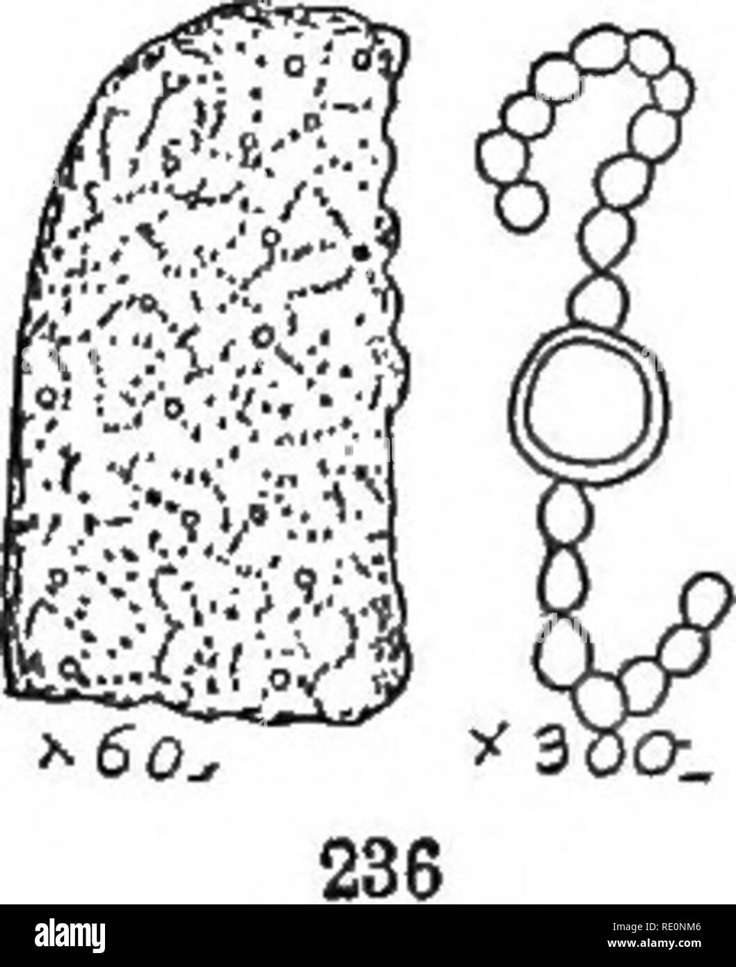 . Gli elementi di botanica abbracciando organography, istologia, fisiologia vegetale, botanica sistematica e botanica economica ... insieme con un glossario completo dei termini di botanica. La botanica. PROTOPHYTA. 125 158, un'altra famiglia di piante appartenenti alla proto- phyta è il Saccharomyces, compreso il lievito-impianto (Saceharomyces cerevisim) e di altre specie che producono fermentazione in soluzioni di zucchero. Celle trasparenti sono più o meno tonda, ovale o allungata e moltiplicare per germogliare (Fig. 235). Quando la fornitura di nutrimento è meno abbondanti (come quando il lievito è cresciuto su fettine di patate o c Foto Stock