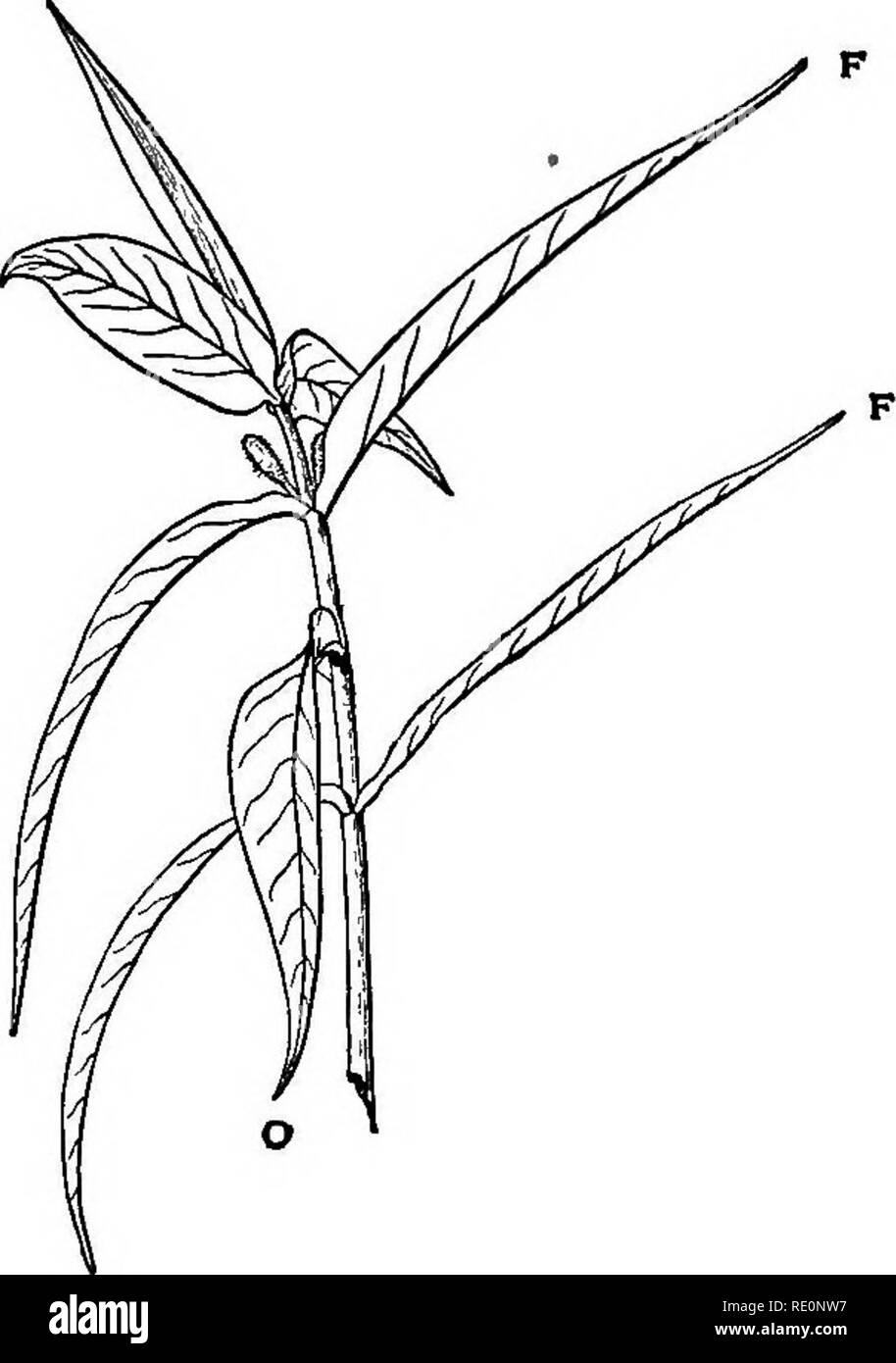 . Pratico della fisiologia delle piante. La fisiologia vegetale; 1894. CH. VIl] DIAHELIOTEOPISM. 169 è portato in tale posizione dal picciolo essendo sopra anziché sotto l'orizzonte. La lamina 0 che è rivolta verso l'osservatore^ è ritorto sul suo picciolo e quindi raggiunge la posizione di massima illuminazione mediante un terzo movimento diverso dall' quelli di o t o f. Fig. 33. Scad. 216. Per osservare il verificarsi di spostamenti di cui sopra è necessario solo un trapianto di Lamium o a fissare un ramoscello di Veronica in una bottiglia di acqua, lo stelo in entrambi i casi devono essere legati a un montante stick in modo che nessun cur Foto Stock