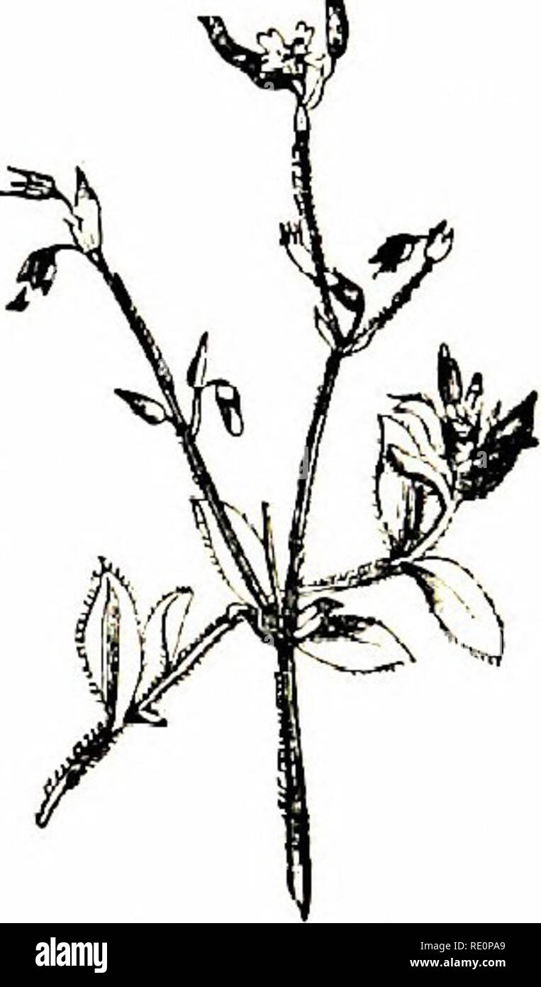 . Fiori di campo. La botanica. Tribù di lino 47 alta. Le foglie di forma ovale sono (inanellato e leggermente sgambate ; floivers più grandi e con più cospicua feials a ii: A. serpylUfolia. Raro, calcare distretto di Sligo, Irlanda.-^Fl. Luglio. Perenni. 8. A. trinervis (tre-nerved Sandwort).-foglie a forma di uovo, acuta, quelli inferiori sgambate e 3-5 nerved, Iringed ; fiori solitari dalle forcelle di stf-m e axils ; sepali vncrved, il nervo centrale ruvida. Un debole, strangolando jilant, al)fuori un piede lungo, a]i- proaching il chickweed (Stellana metha) in haliit, dal quale, tuttavia, può essere immediatamente d Foto Stock