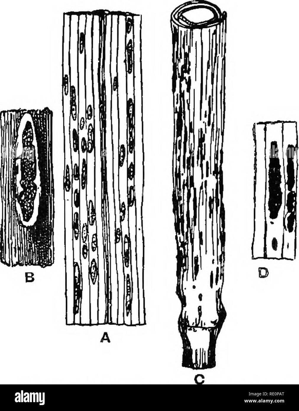 . Agraria Botanica, teorico e pratico. La botanica, economico; Botanica. Ruggine ' ' e ' ' muffa di grano 727 sintomi.-All'inizio estate un raccolto di grano che soffrono di questa malattia perde rapidamente il suo colore verde, diventando molto yellower in pochi giorni. Presto dopo che questo è stato osservato, un attento esame rivela rosso arancio spot allungato sulla parte inferiore di foglie e steli di piante. Con una lente tascabile le macchie sono visti come crepe o fessure nell'epidermide della pianta da cui un arancio - polvere colorata è sparso {A, Fig. 245)- frequentemente verso la fine dell' estate il colore arancione o '' arrugginita Foto Stock