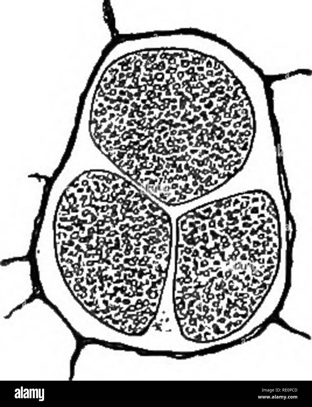 . Agraria Botanica, teorico e pratico. La botanica, economico; Botanica. Fig. Z37A I. Sezione attraverso il pezzo di ' presenta verrucosa' il tessuto della fecola di patate che mostra a parete spessa oiSynchytrium sporangia endobioticunu z. Sorus di tre estate sporangia. In primavera il rivestimento esterno della sporocyst crepe e i mobili zoospores sono liberati attraverso l'apertura. Essi sono in grado di nuotare in gocce di acqua, ma dopo un'ora o meno diventano amoeboid (Fig. 237B), e quando è portato in contatto con il delicato tessuto in un occhio di un giovane tubero penetrano all'interno delle cellule, dove crescono e fe Foto Stock