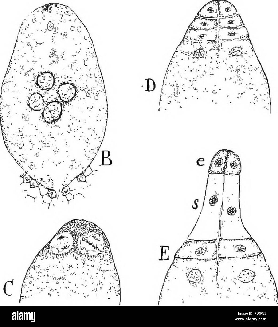 . Natura e lo sviluppo di piante. La botanica. Fig. 255. Lo sviluppo del pro-embrione di pino: una sezione di un ar- chegonium al momento della fecondazione. Uno dei gameti maschili, cf, si vede la fusione con la femmina, 9. La seconda gamete maschile, o"^, il tubo del nucleo e la parete di cella sono anche mostrati in prossimità del collo del archegonium. B il gametospore ha germinato, la formazione di quattro celle che stanno passando alla estremità superiore del sac. C le cellule mostrato in B, disposti in corrispondenza di estremità di sac e nel processo di divisione (solo due celle in questa vista in sezione). D, fase successiva, il pro-embrione di quattro piastre di Foto Stock