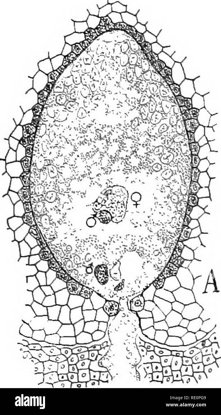 . Natura e lo sviluppo di piante. La botanica. Lo sviluppo di piante 371 nasce in un primo momento come un organo di assorbimento per alimentare la cella antheridial con cibo, come è il caso dell'cicadee. In più avanzati tipi di archegonia divennero più effectually racchiuso nel sporangial i tessuti e le cellule di tubo assume inoltre la funzione di un condotto per i gameti maschili che hanno perso la loro. Si prega di notare che queste immagini vengono estratte dalla pagina sottoposta a scansione di immagini che possono essere state migliorate digitalmente per la leggibilità - Colorazione e aspetto di queste illustrazioni possono non assomigliare perfettamente l'originale wor Foto Stock