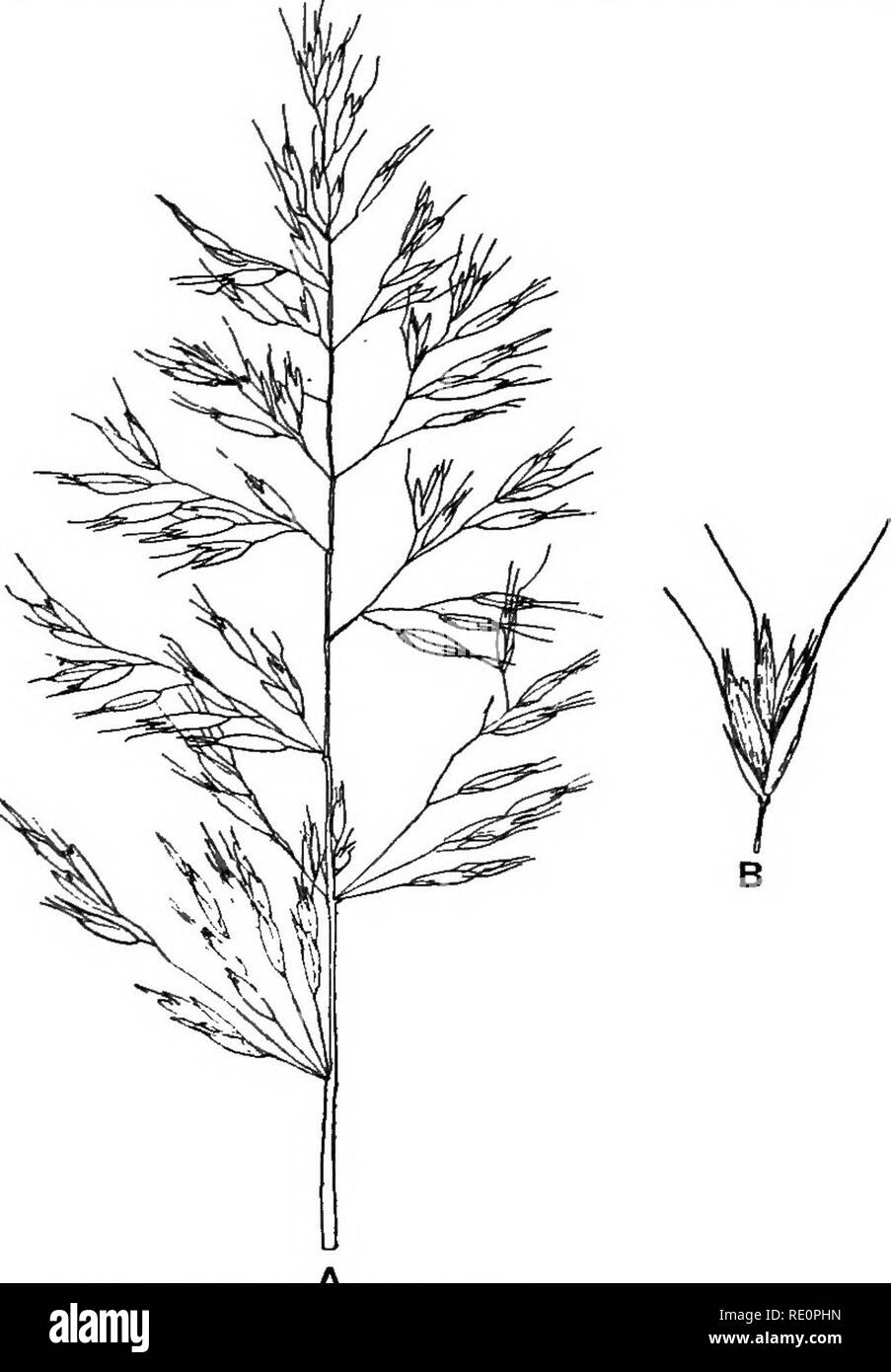 . Agraria Botanica, teorico e pratico. La botanica, economico; Botanica. 538 erbe comuni della fattoria cresce nei densi ciuffi, popolarmente denominato ' hassocks' o ' tus- calzini,' che sembrano essere leggermente sollevata al di sopra del livello del terreno. Più lussureggiante sviluppo è visto quando i capelli tufted- l'erba cresce nei prati umidi e boschi, ma la sua antiestetici ciuffi di grossolana, inutile herbage sono comuni su essiccatore prati e pascoli. Fig. iyS.-A, Panicle di Golden Oat-Grass (dimensione naturale). £, Spikelet (due volte la dimensione naturale). Genere Trisetum. Panicle diffusione ; spikelets due o tre a fiore; vuoto Foto Stock
