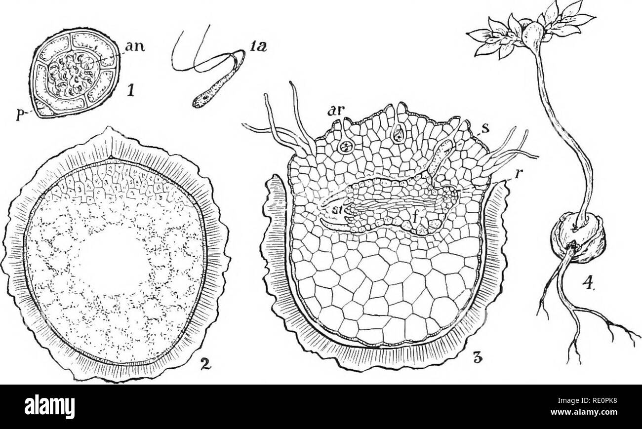 . Natura e lo sviluppo di piante. La botanica. 350 GAMETOFITO DI SELAGINELLA sitic su lo sporofito (vedi pagina 281). Dopo le spore sono un capannone che completano la crescita di il gametofito formando la archegonia e riempiendo lo spazio entro le spore con una massa solida di celle. Questa crescita si rompe la spora pareti in corrispondenza della regione apicale, esponendo così il archegonia per i gameti maschili (Fig. 243, 3)- archegonia sono rudimentali strutture costituite. Fig. 243. Gametofito e sporofito giovane di Selaginella: I, sezione di microspora che ha quasi completato il suo germinationâp, una singola c Foto Stock