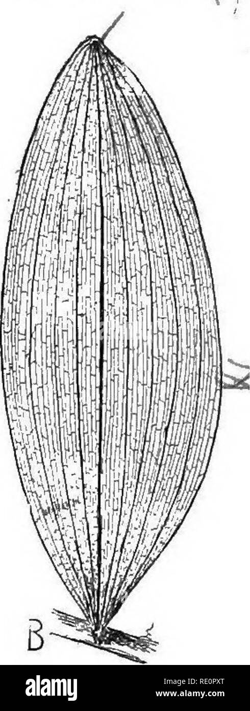 . Natura e lo sviluppo di piante. La botanica. Fig. 3. Forme di foglie: UN, foglie di betulla bianco con vene reticolare-p, picciolo; b, blade. B, foglia di Salomone del sigillo con venatura parallela e la lama dello stelo di afferraggio senza picciolo. lascia portare la pianta in armonia con i suoi dintorni e di dare ad essa un sottile individualità grazie alla perfezione dei loro accordi, strutture e forme per il lavoro in mano. 7. Si prega di notare che queste immagini vengono estratte dalla pagina sottoposta a scansione di immagini che possono essere state migliorate digitalmente per la leggibilità - Colorazione e aspetto di queste illustrazioni potrebbero non per Foto Stock