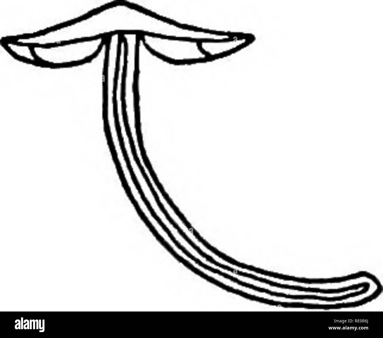 . Il libro di funghi : una famosa guida per l'identificazione e lo studio del nostro nessuno funghi, con speciale enfasi sulla varietà commestibili . Funghi; funghi commestibili; Cookery (Funghi); cbk. Bianco-Serie spored Collybia familia (commestibili) Cap o Pileus-grigiastro con centro più scuro. Margine liscio, spesso incrinato. Leggermente striate. Le branchie o Lamellee-leggermente grigiastro, soft, ONU- uguale, libera e non affollata. Stelo o Stipe-grigiastro, cava. Parte inferiore ricoperta con il bianco lanosi sub- posizione. Spore-bianco. Carne-grigio verdastro. r//"^-Settembre. Sezione di C. familia Habitat-campione fotografato fu f Foto Stock